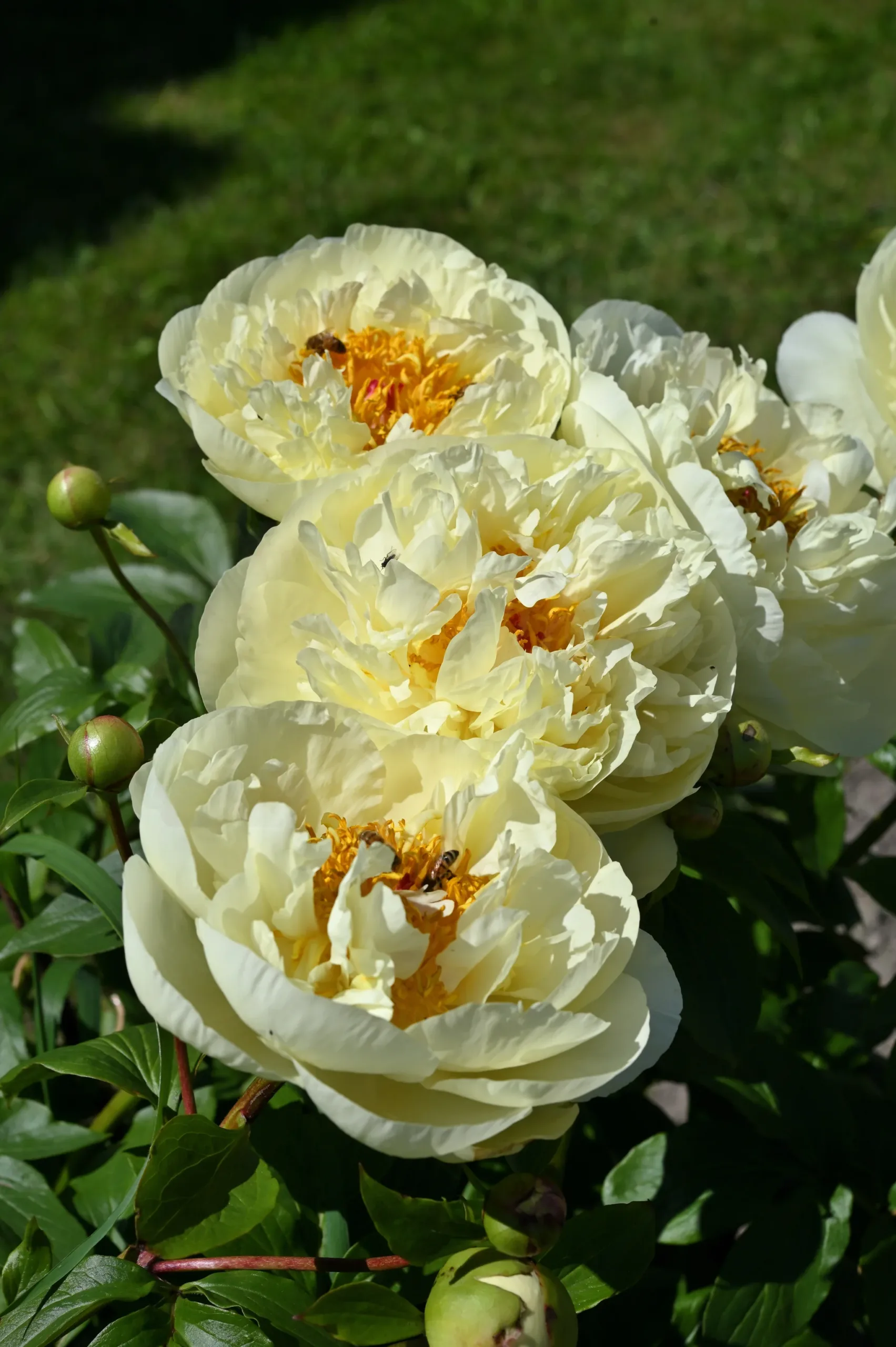 Lemon Chiffon - Image 10