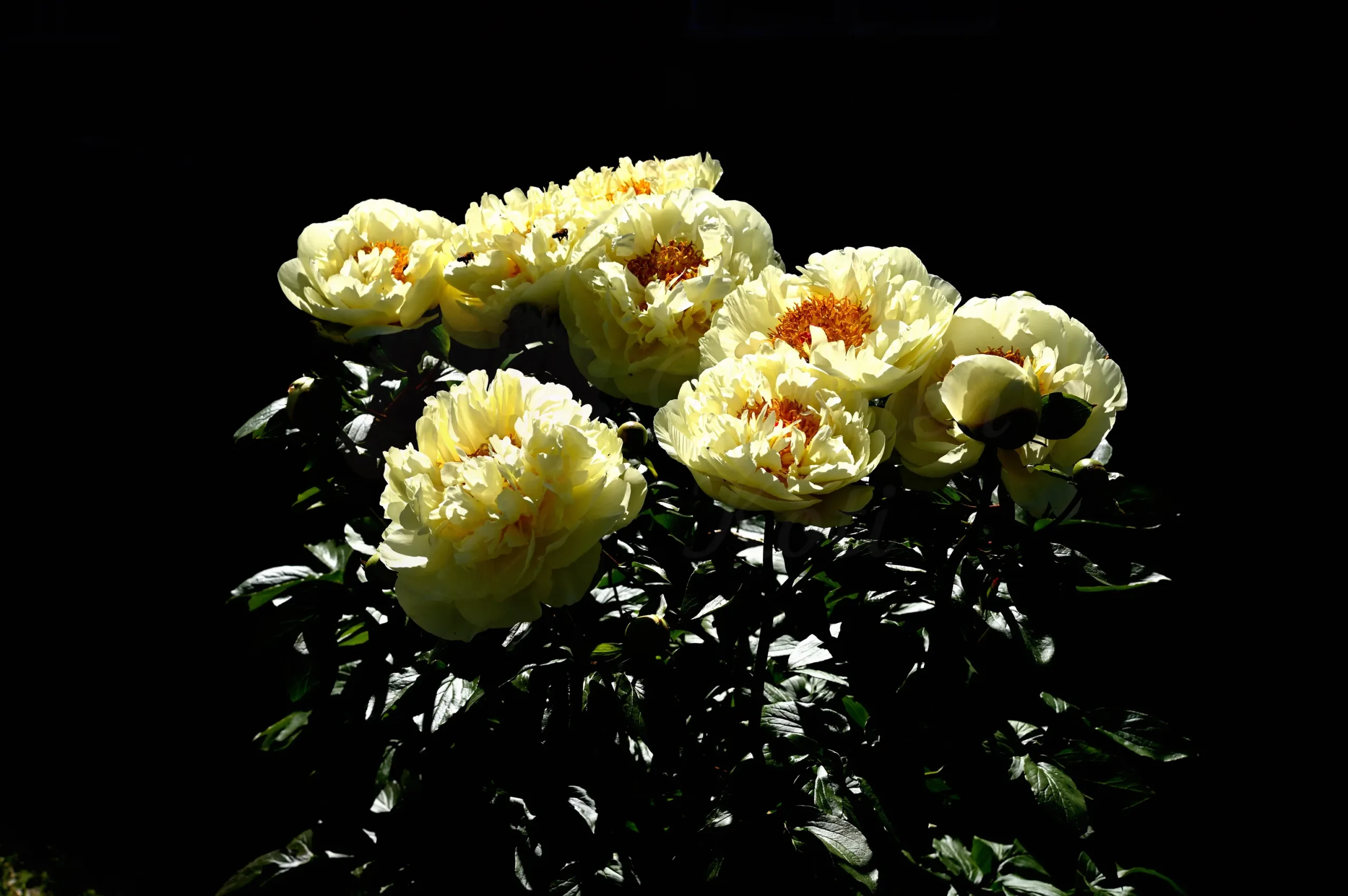 Lemon Chiffon - Image 9