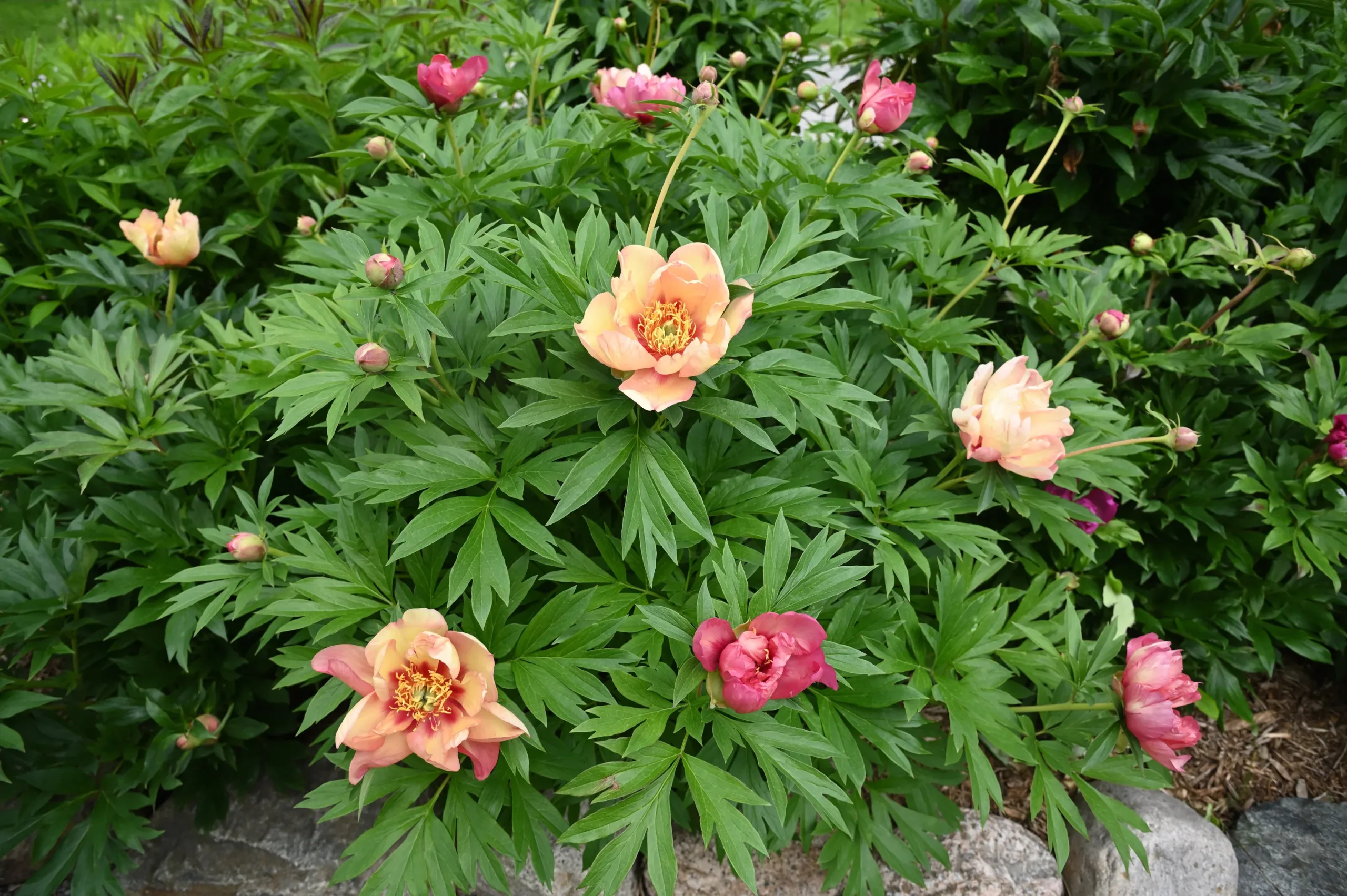 Magical Mystery Tour