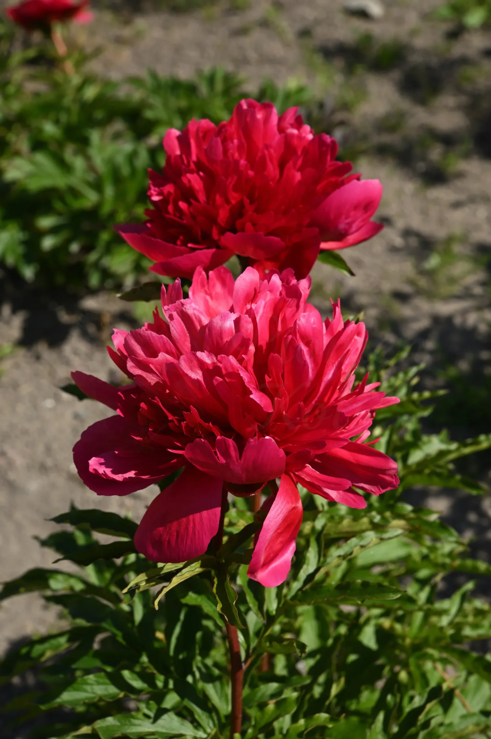 Many Happy Returns - Image 10