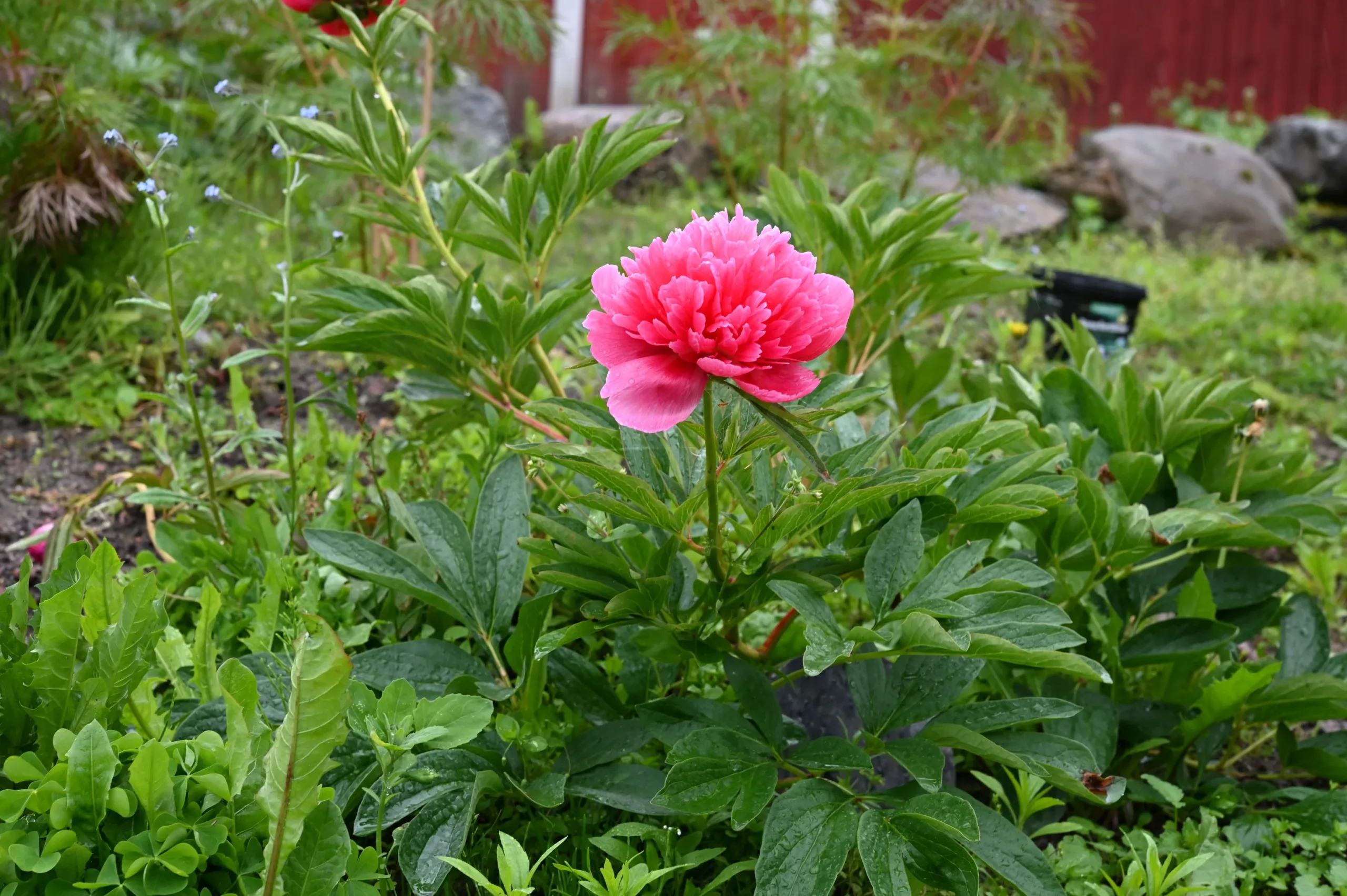 Rosea plena - Image 7