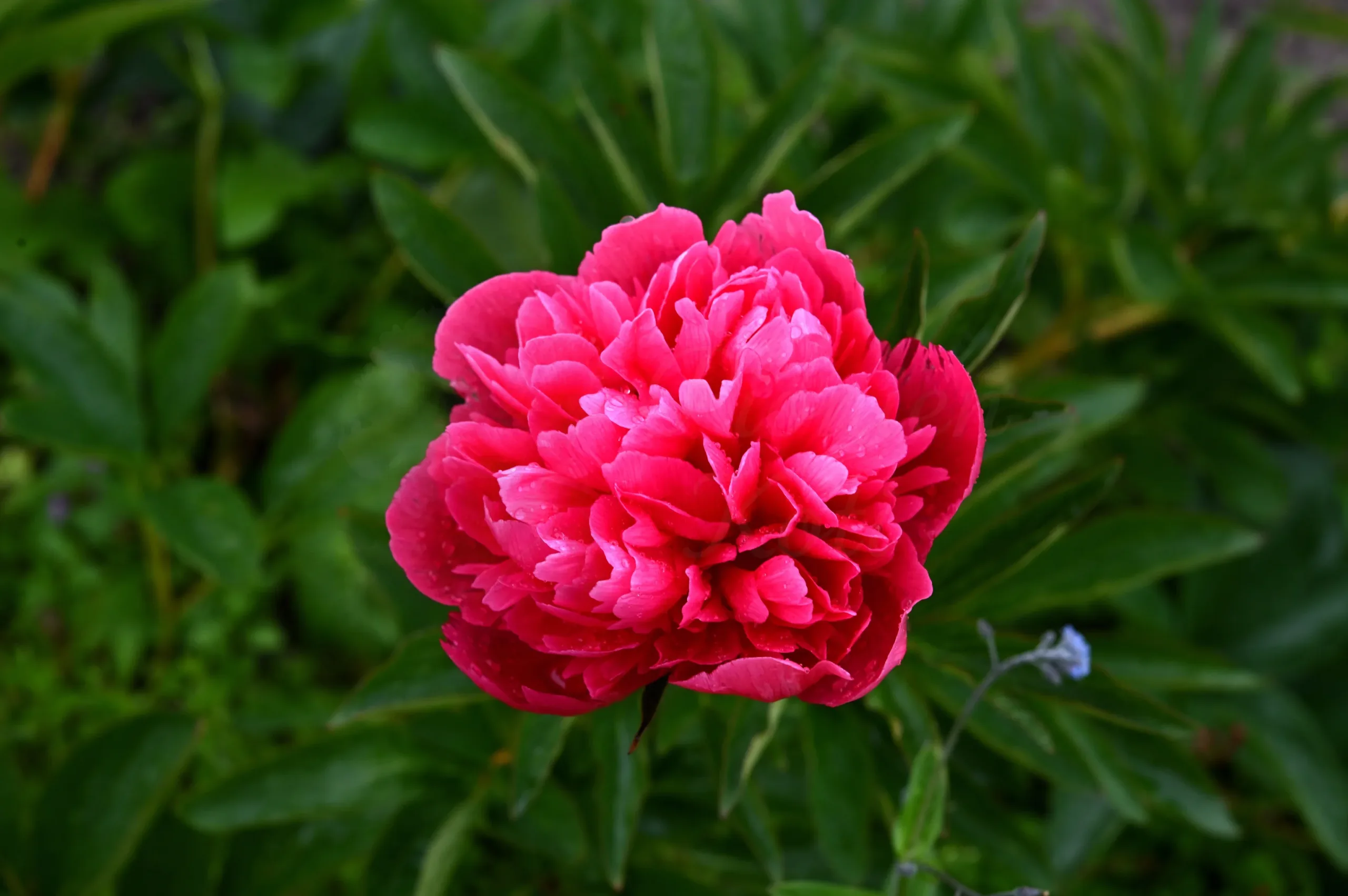 Rosea plena - Image 6