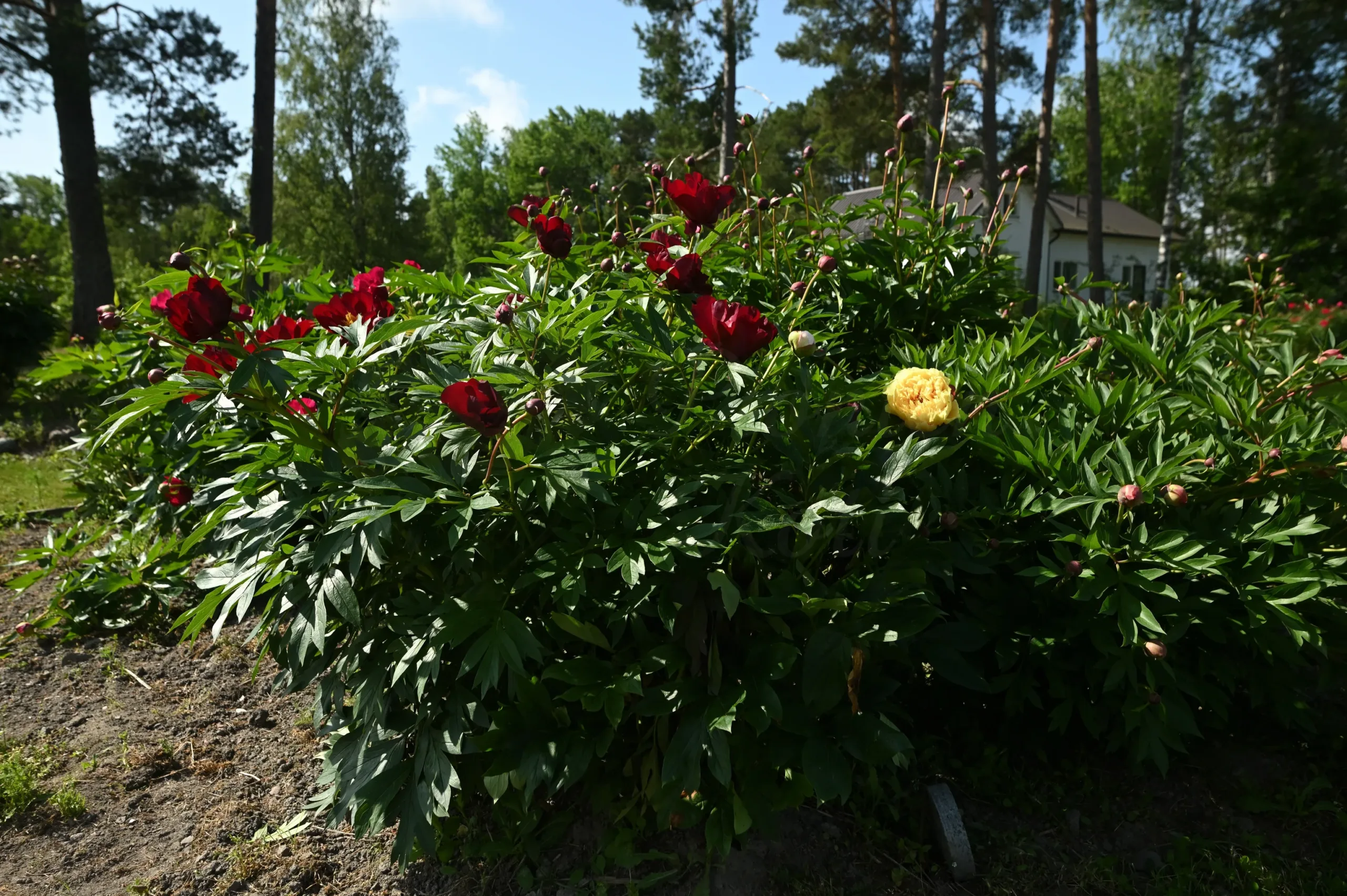 Scarlet Heaven - Image 4