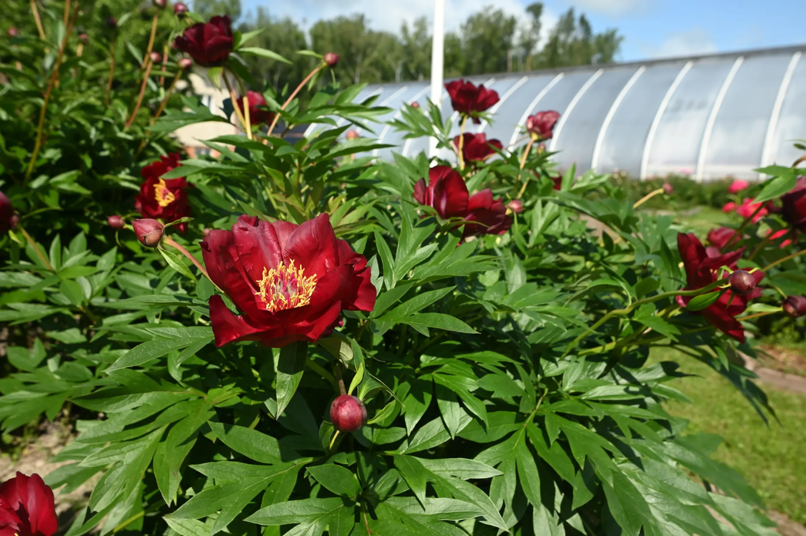 Scarlet Heaven - Image 2