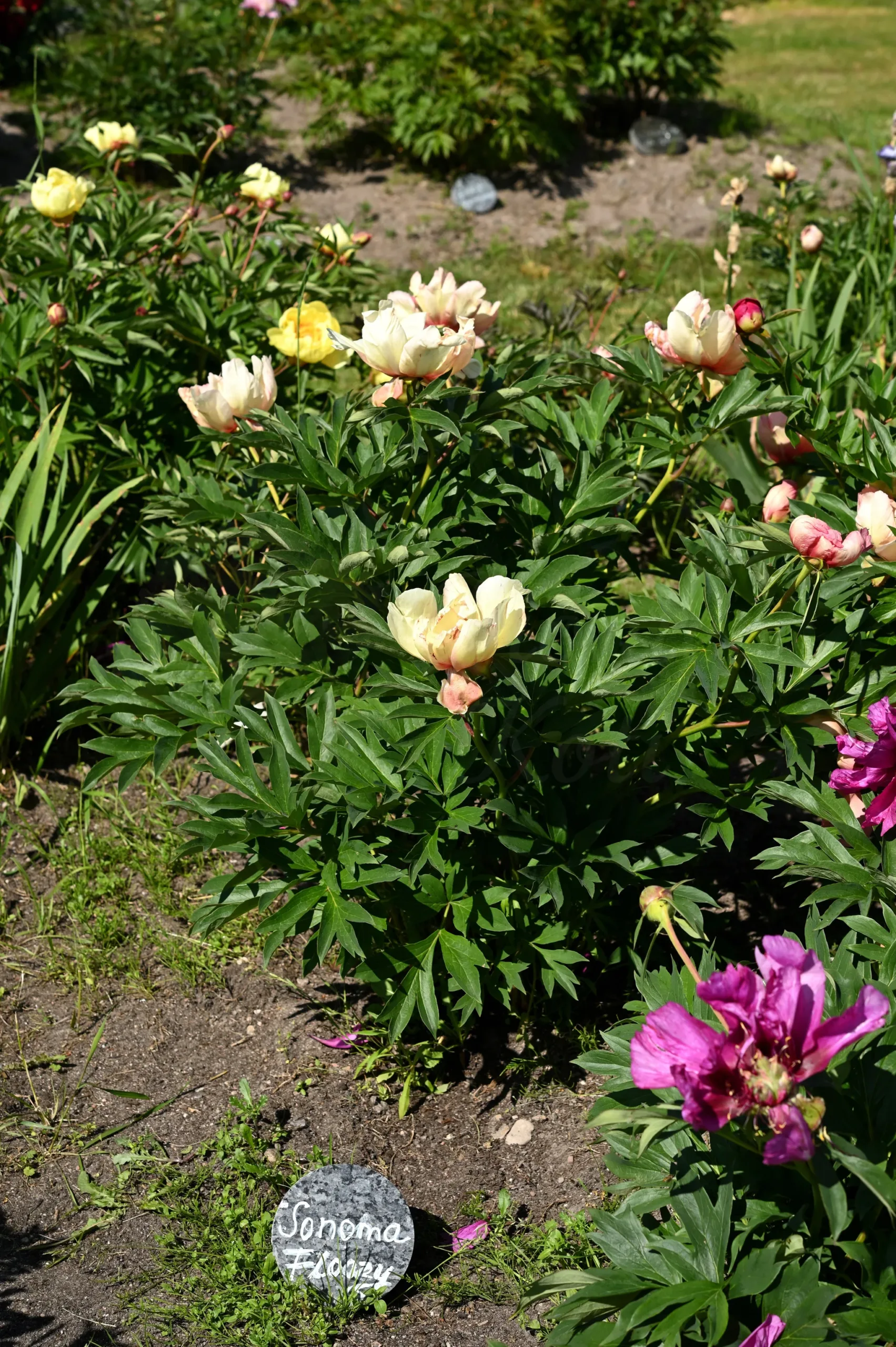 Sonoma Floozy - Image 4