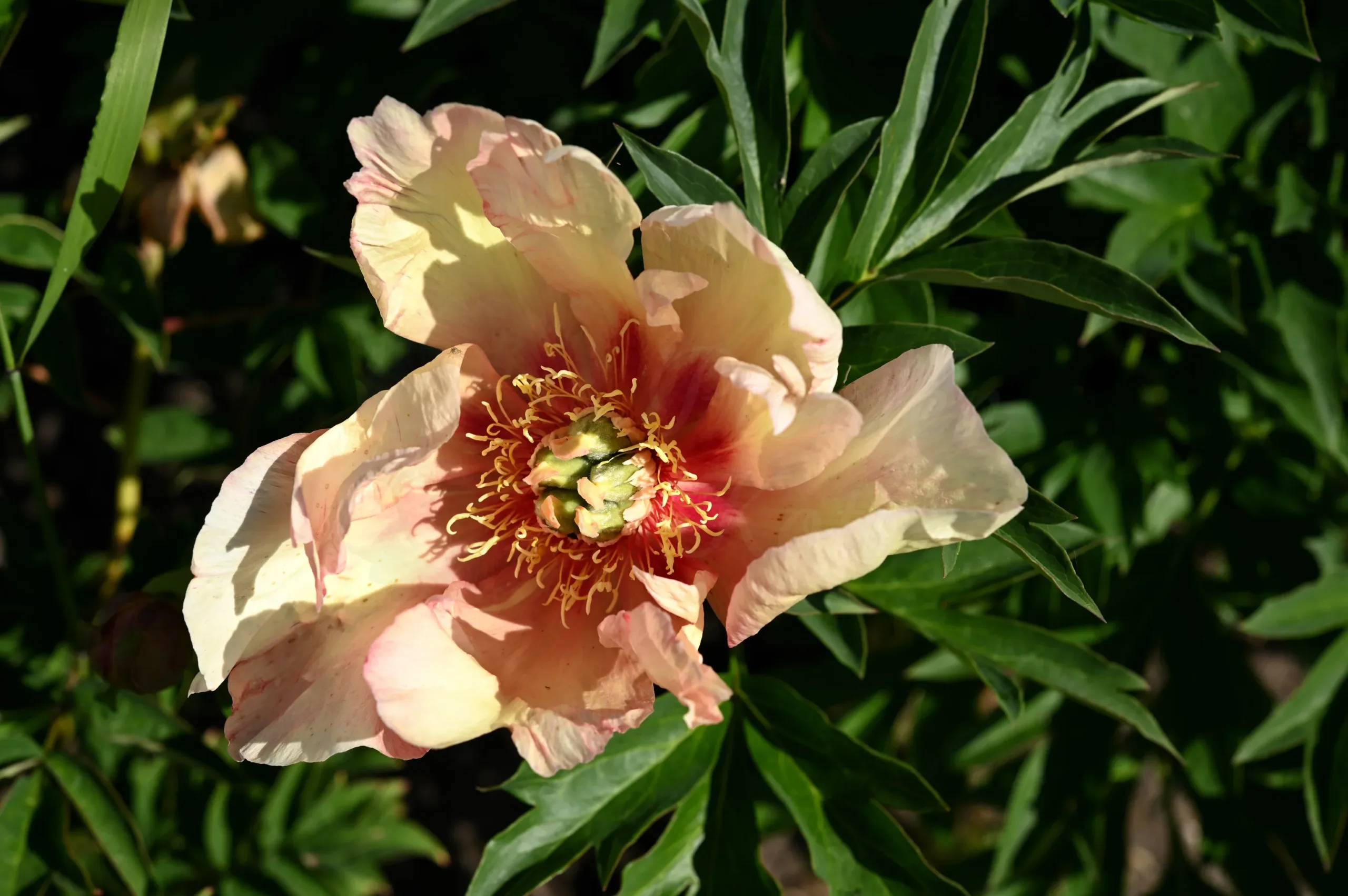 Sonoma Floozy - Image 3