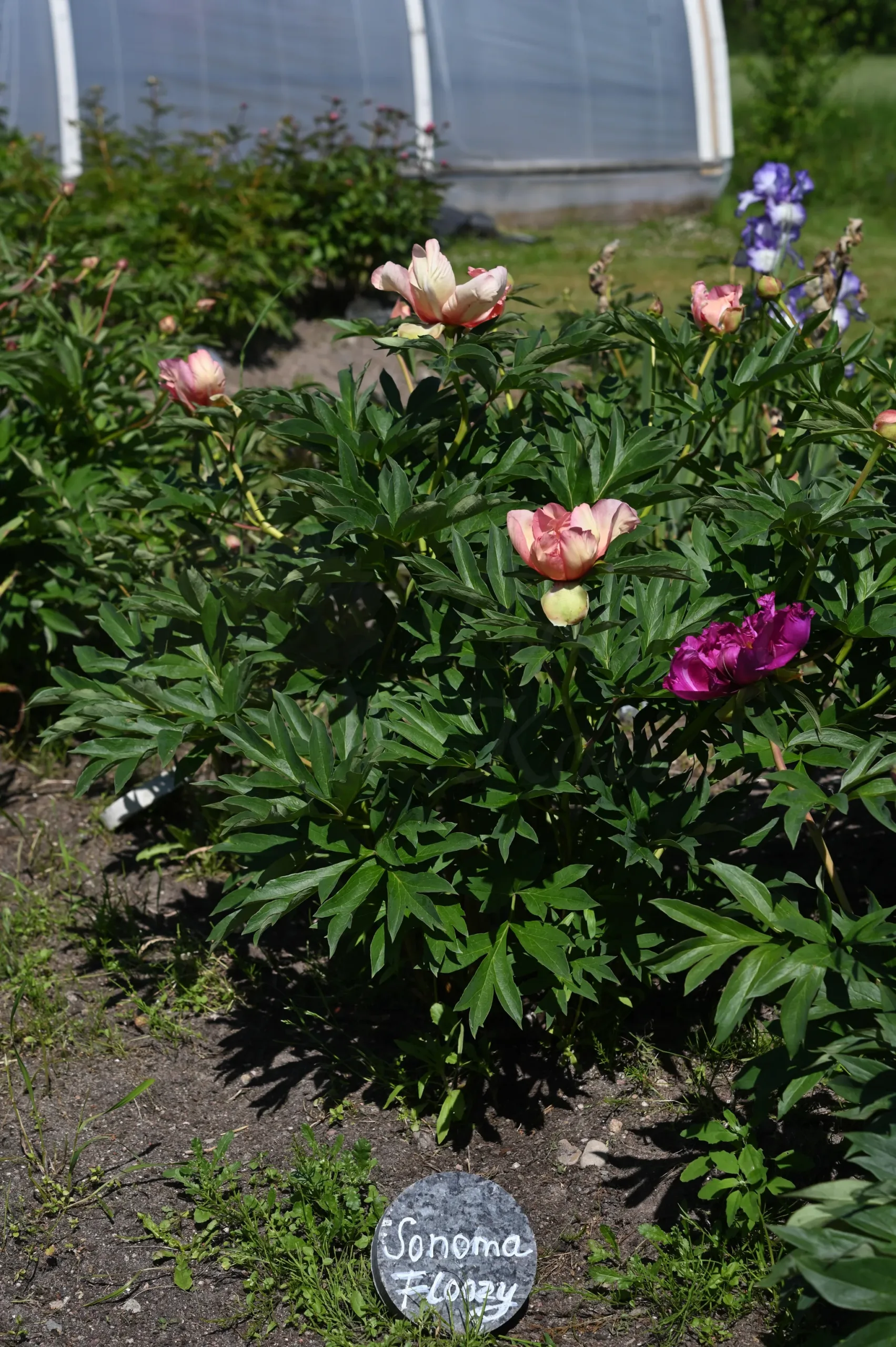 Sonoma Floozy - Image 6