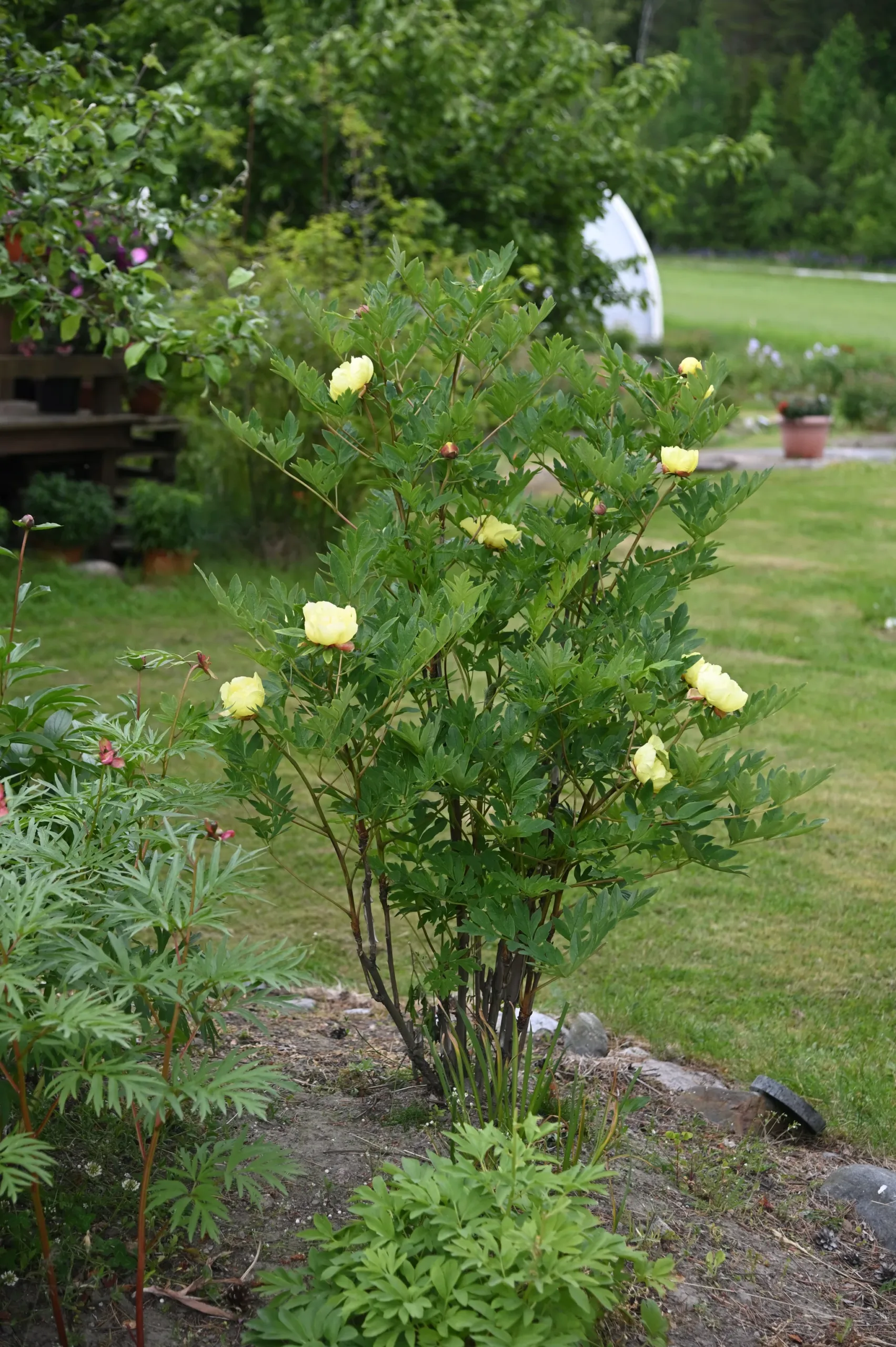 Souvenir de Lothar Parlasca - Image 10