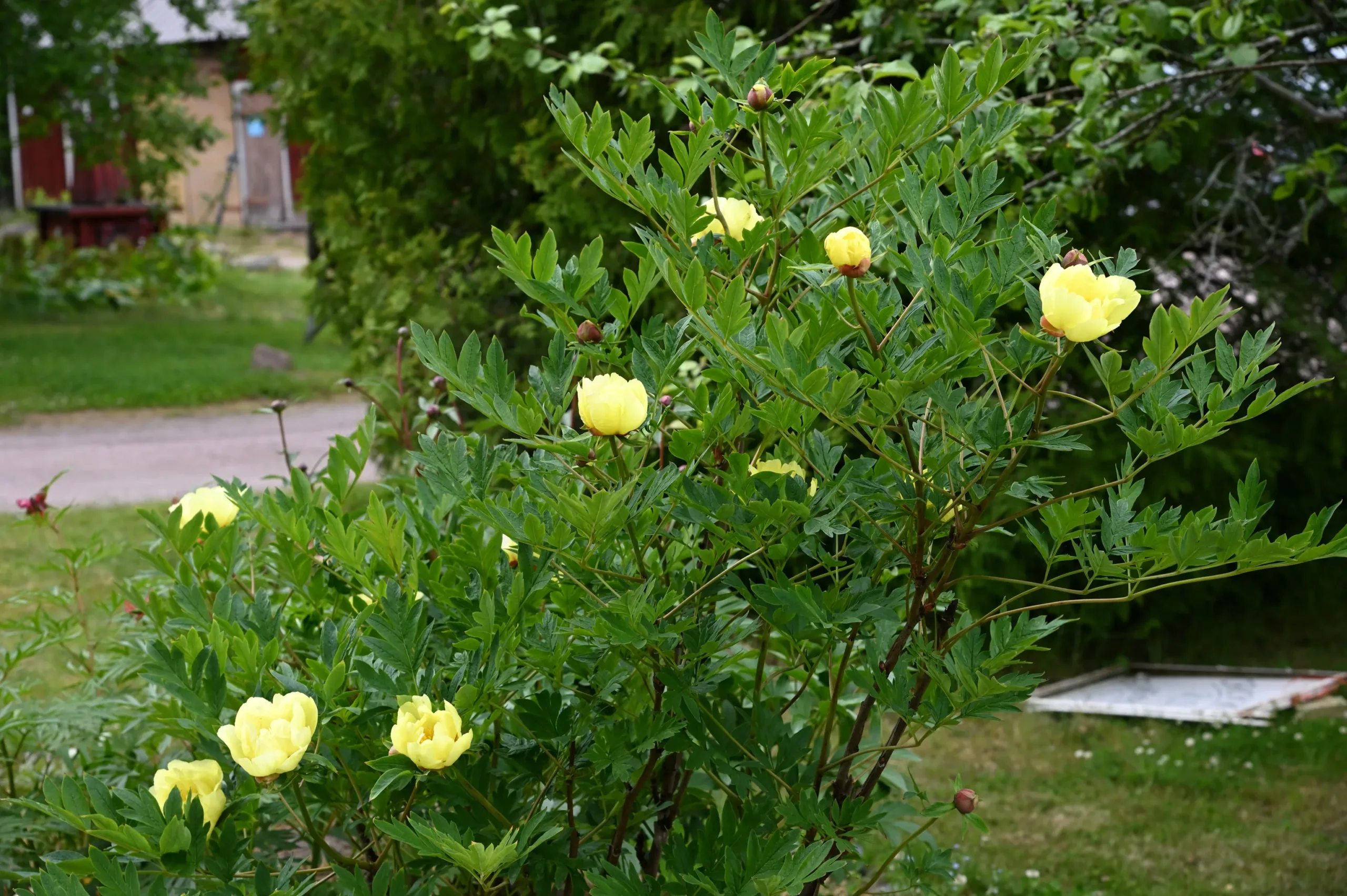 Souvenir de Lothar Parlasca - Image 7