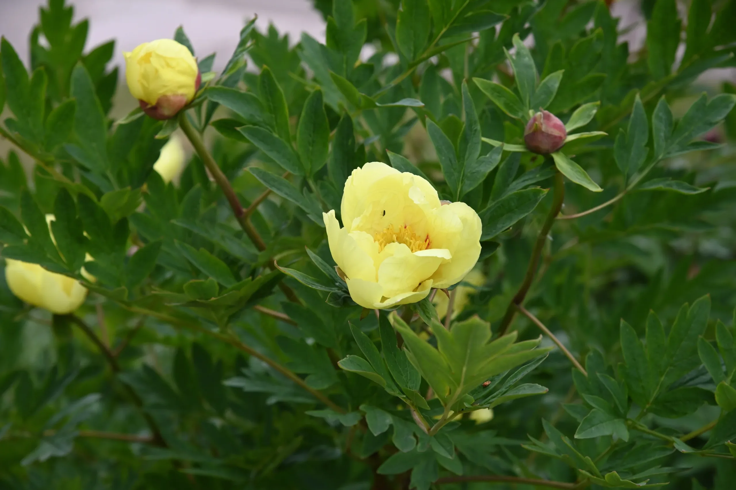 Souvenir de Lothar Parlasca - Image 9