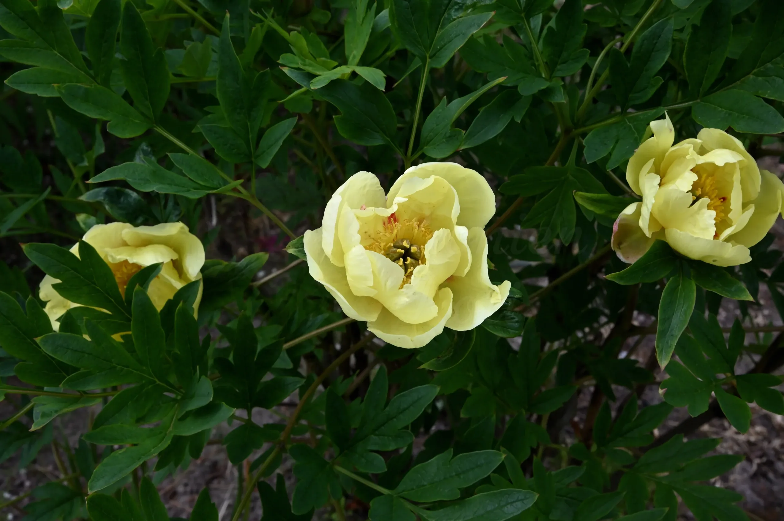 Souvenir de Lothar Parlasca - Image 8