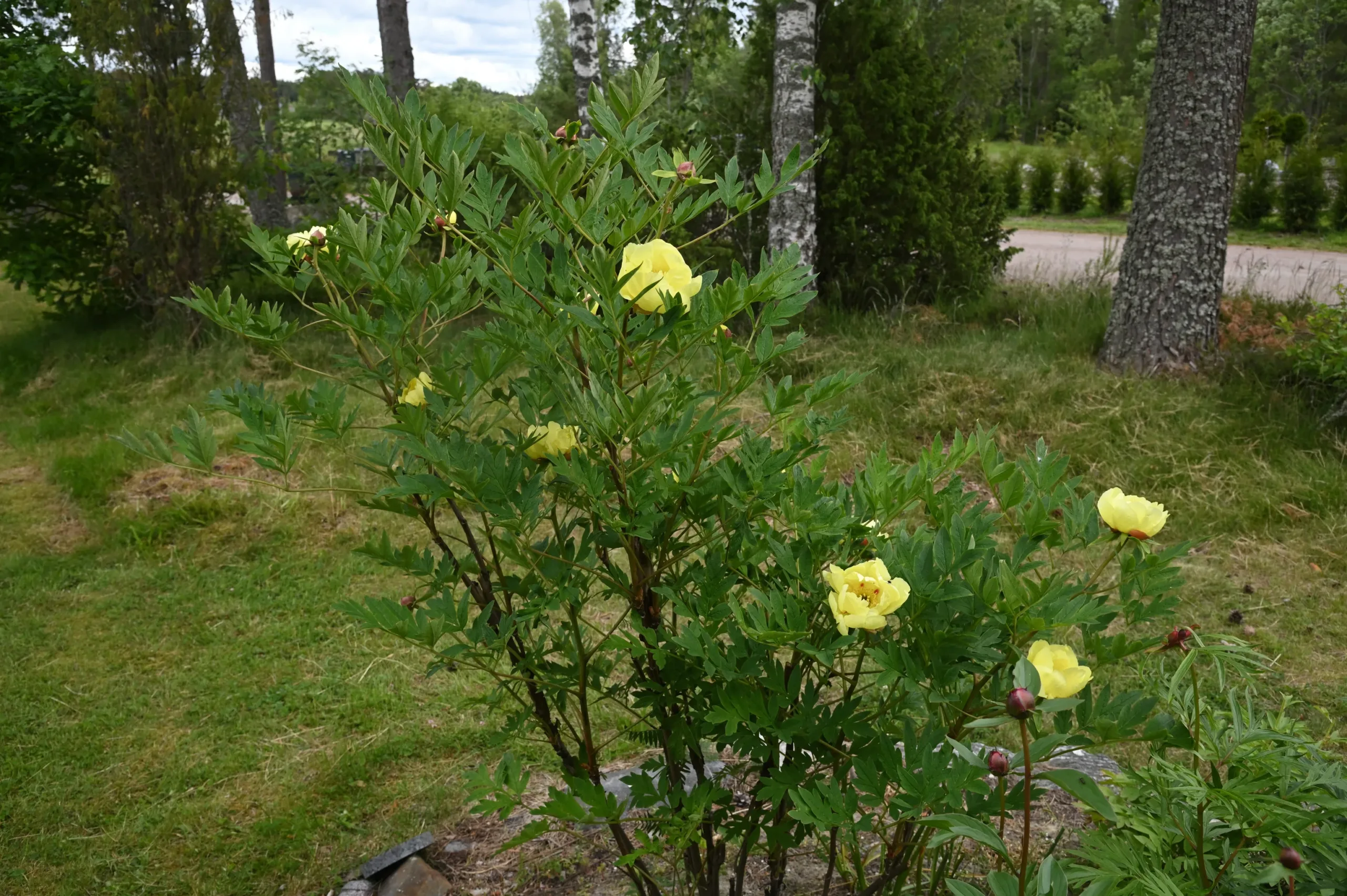 Souvenir de Lothar Parlasca - Image 13