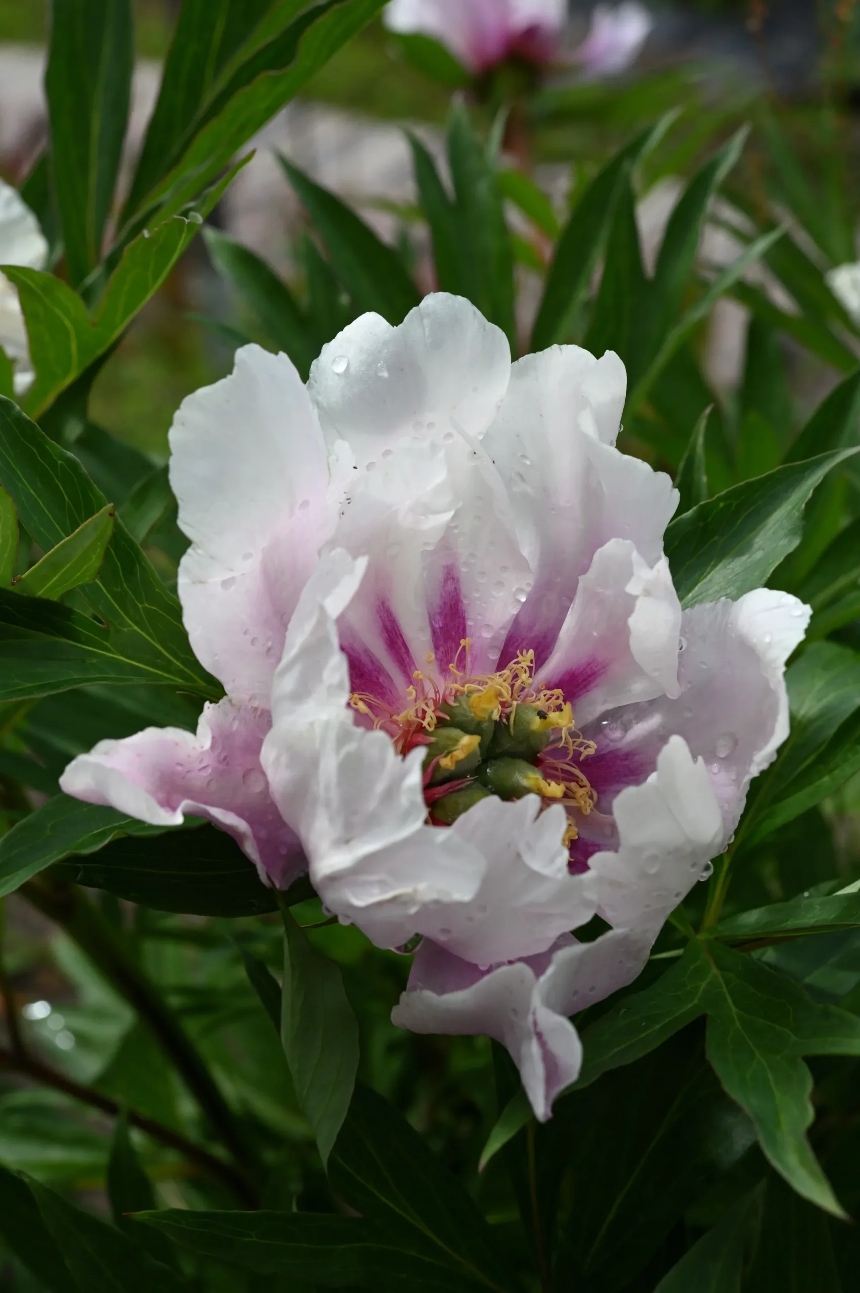 Ballarena de Saval - Image 5