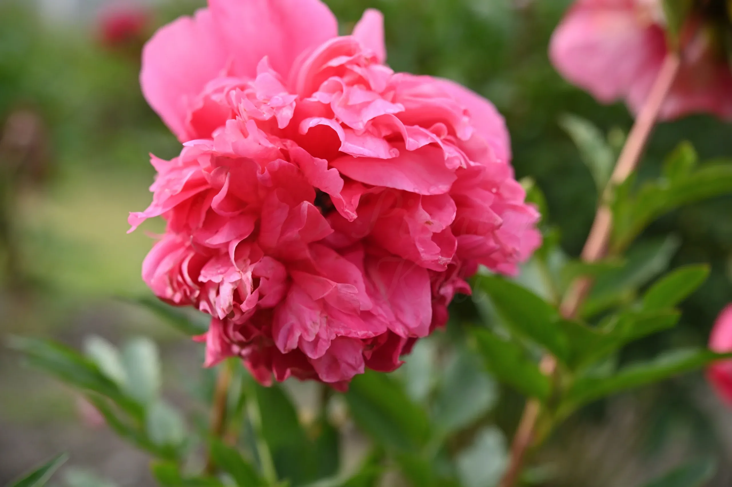 Command Performance - Image 10