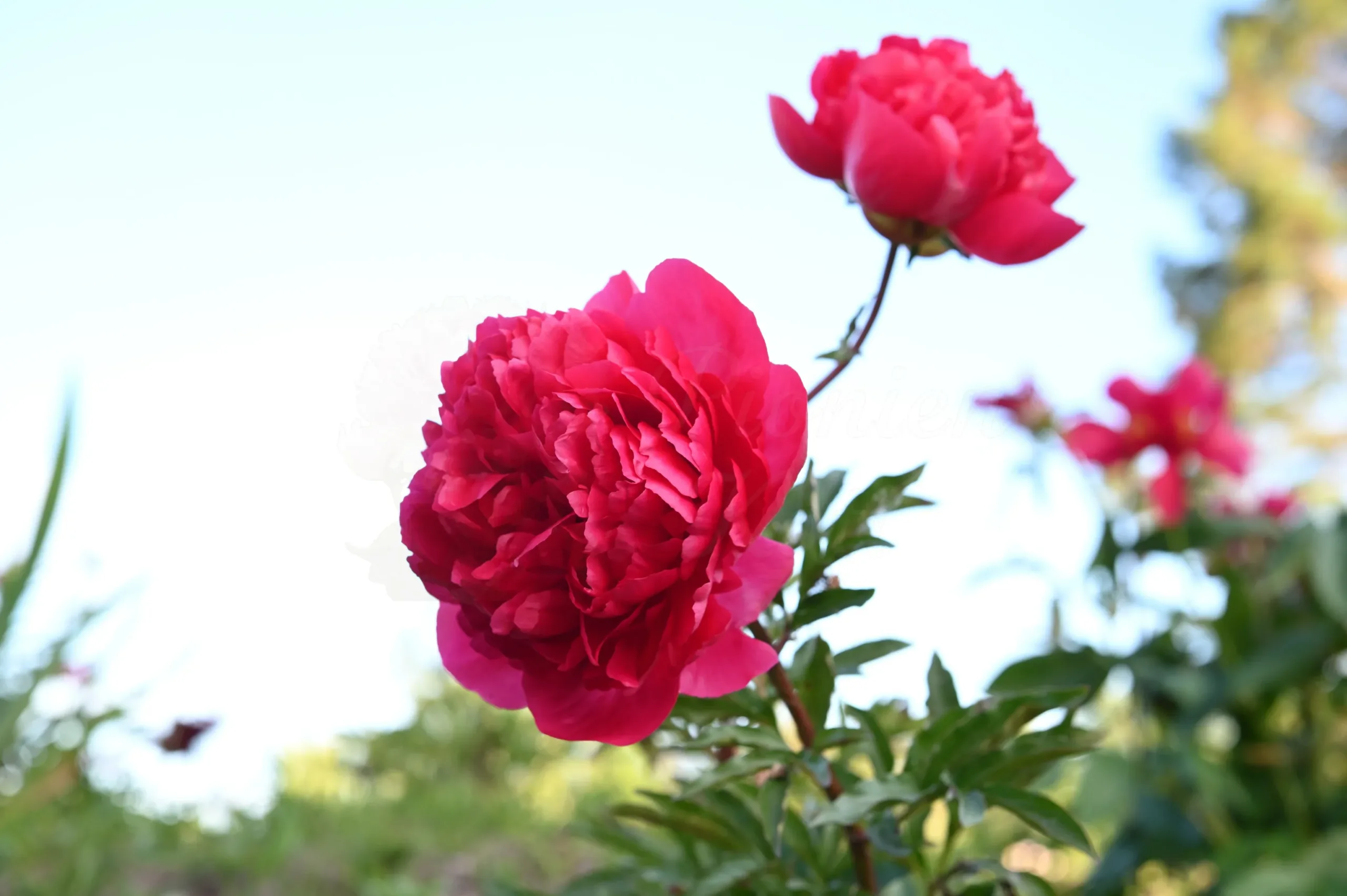 Command Performance - Image 9