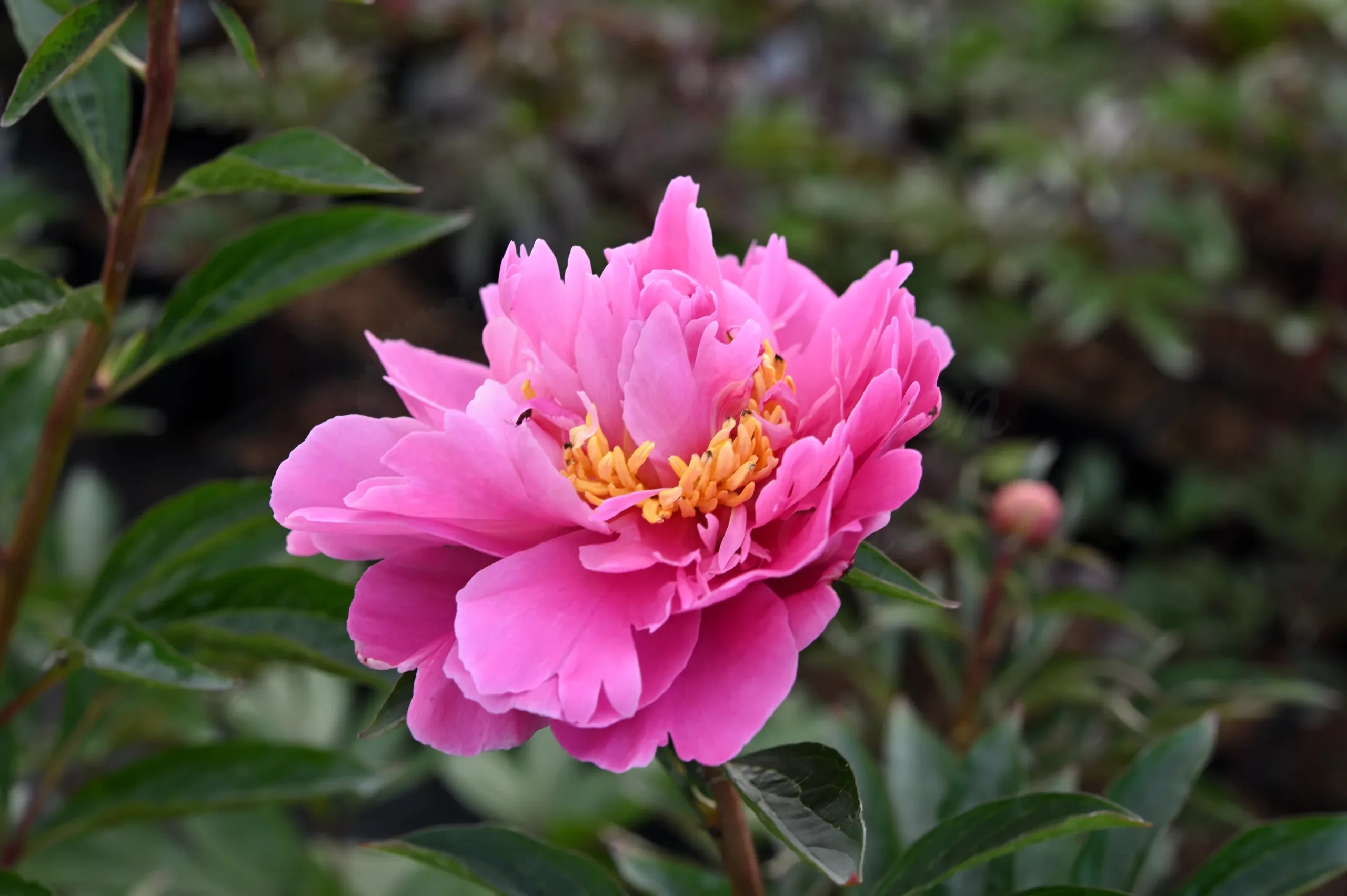 Gilbert Barthelot - Image 4