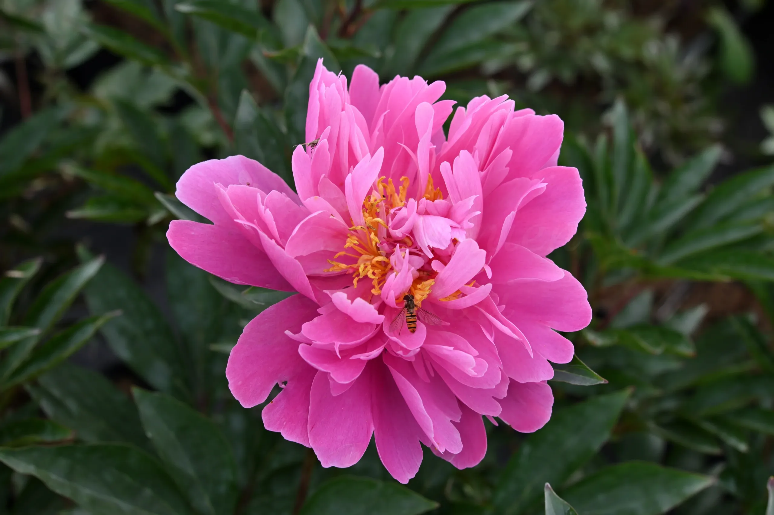 Gilbert Barthelot - Image 3