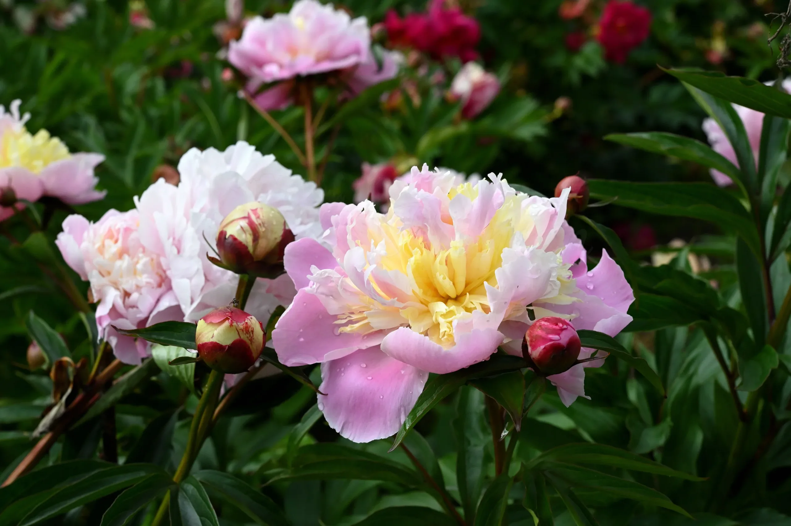 Jeanne D'Arc - Image 6