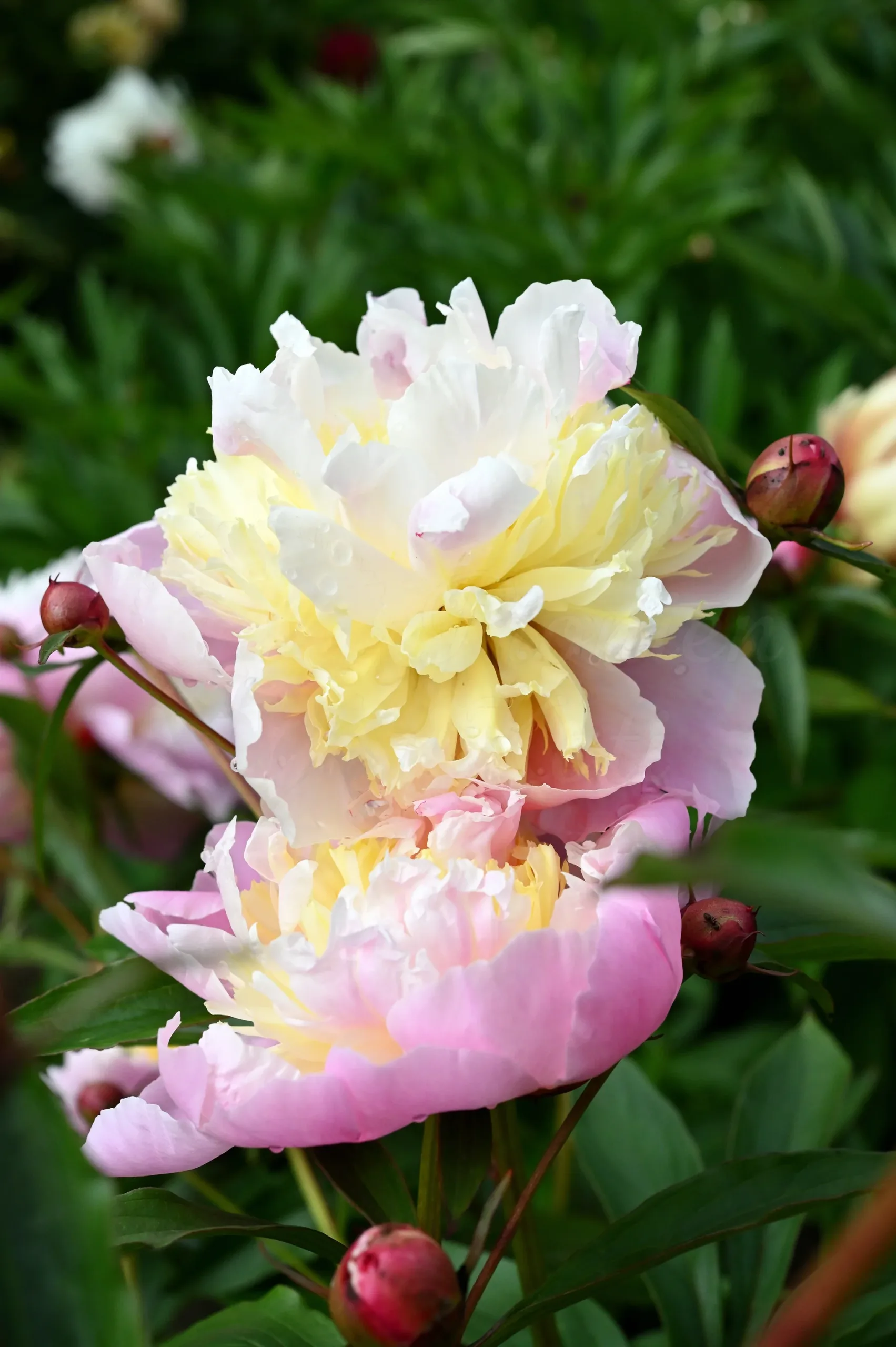 Jeanne D'Arc - Image 5