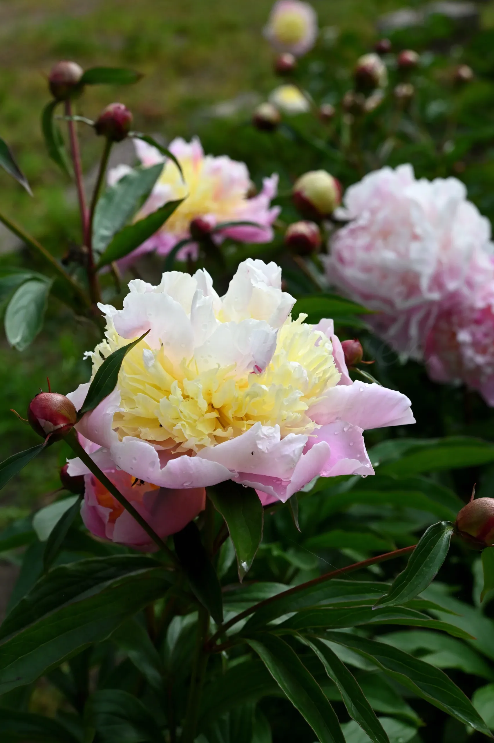 Jeanne D'Arc - Image 4