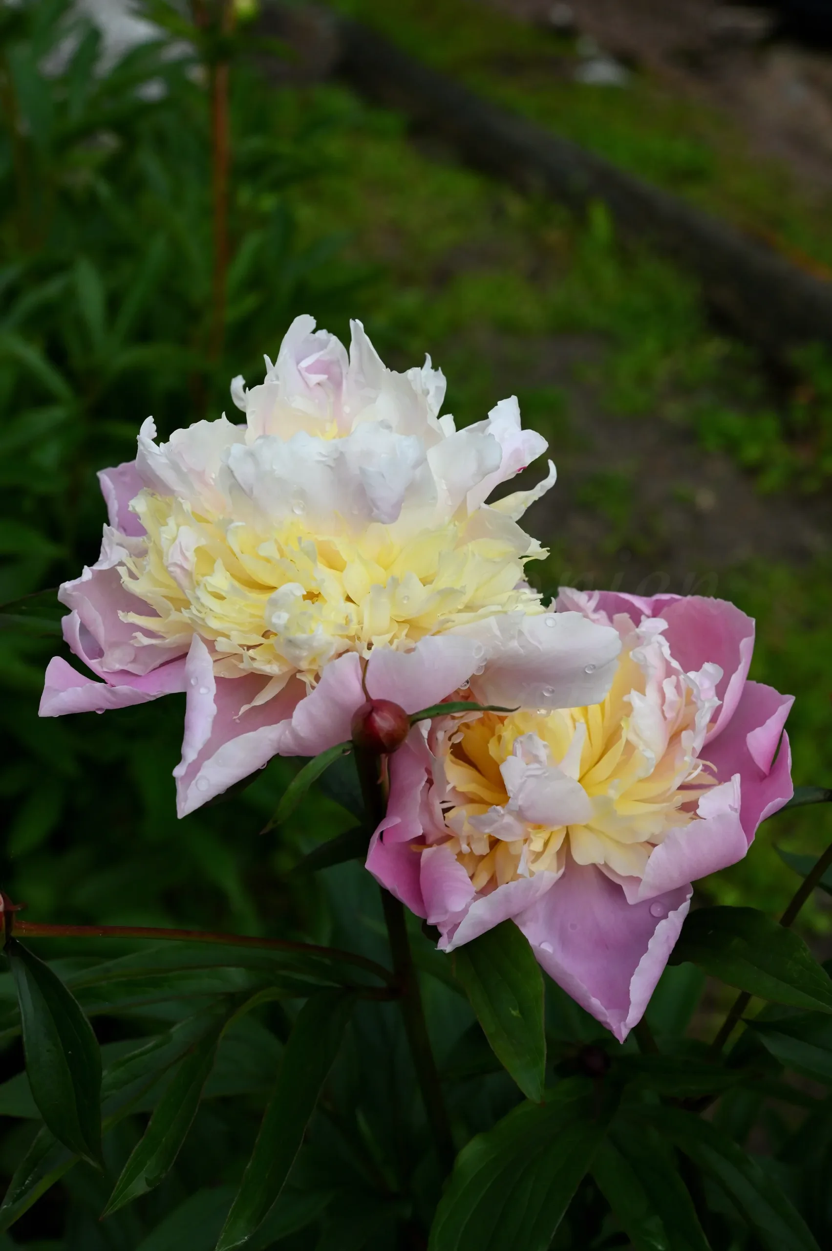 Jeanne D'Arc - Image 3