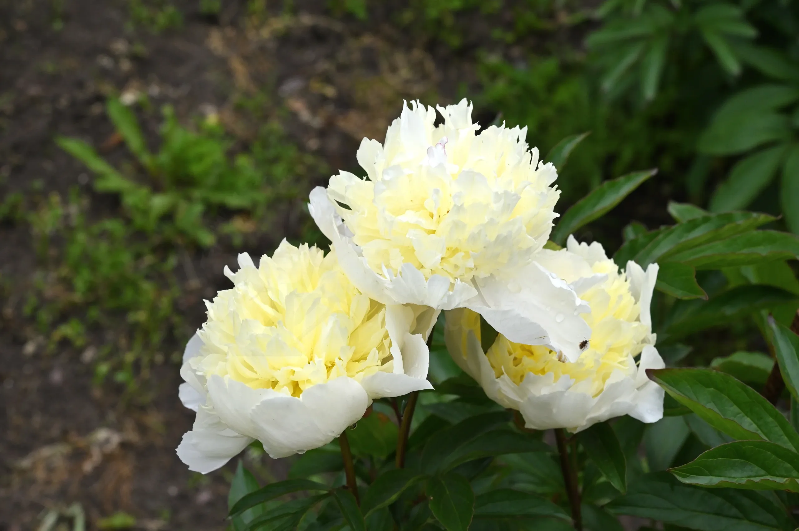 Laura Dessert - Image 11