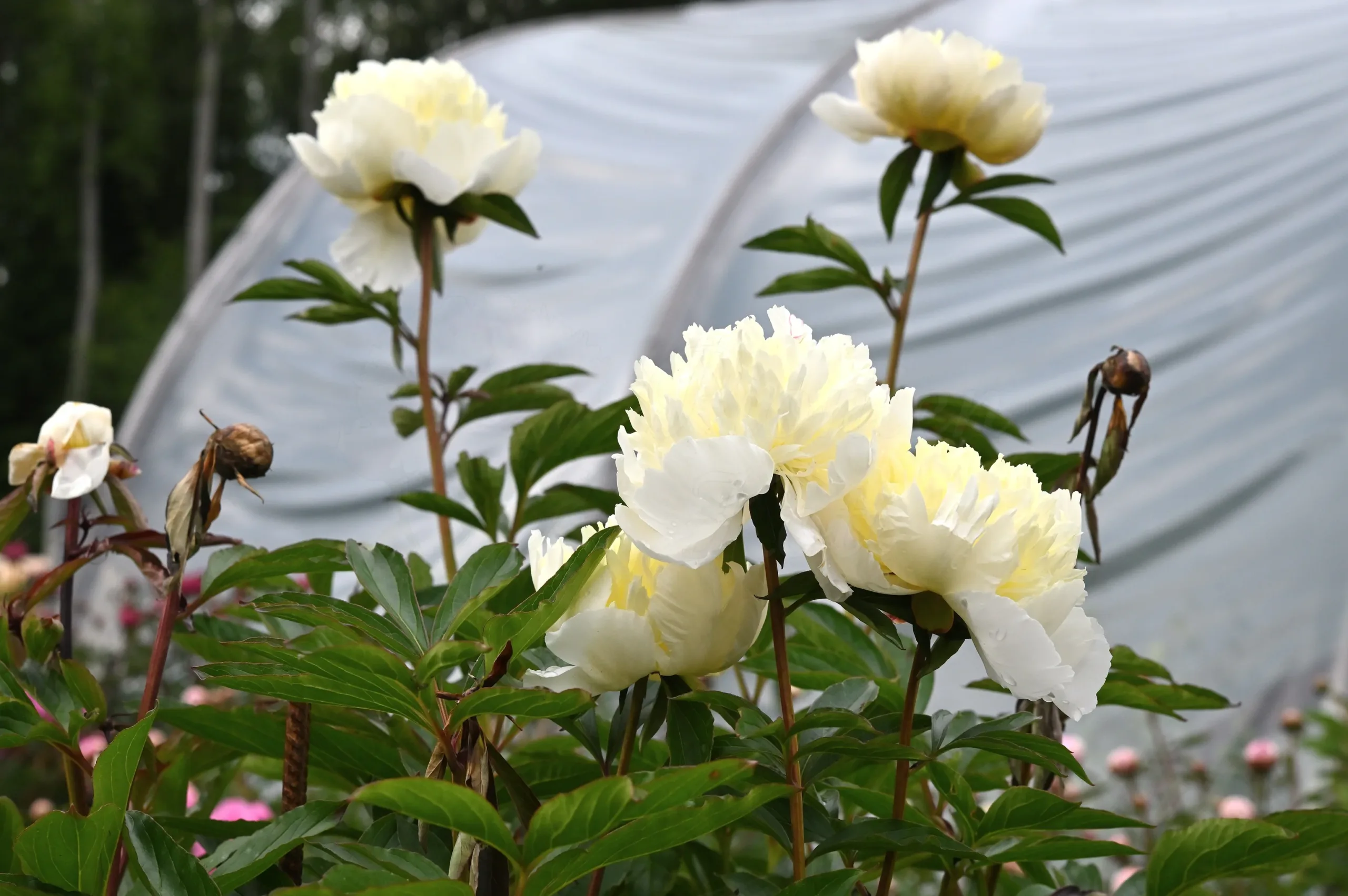 Laura Dessert - Image 10