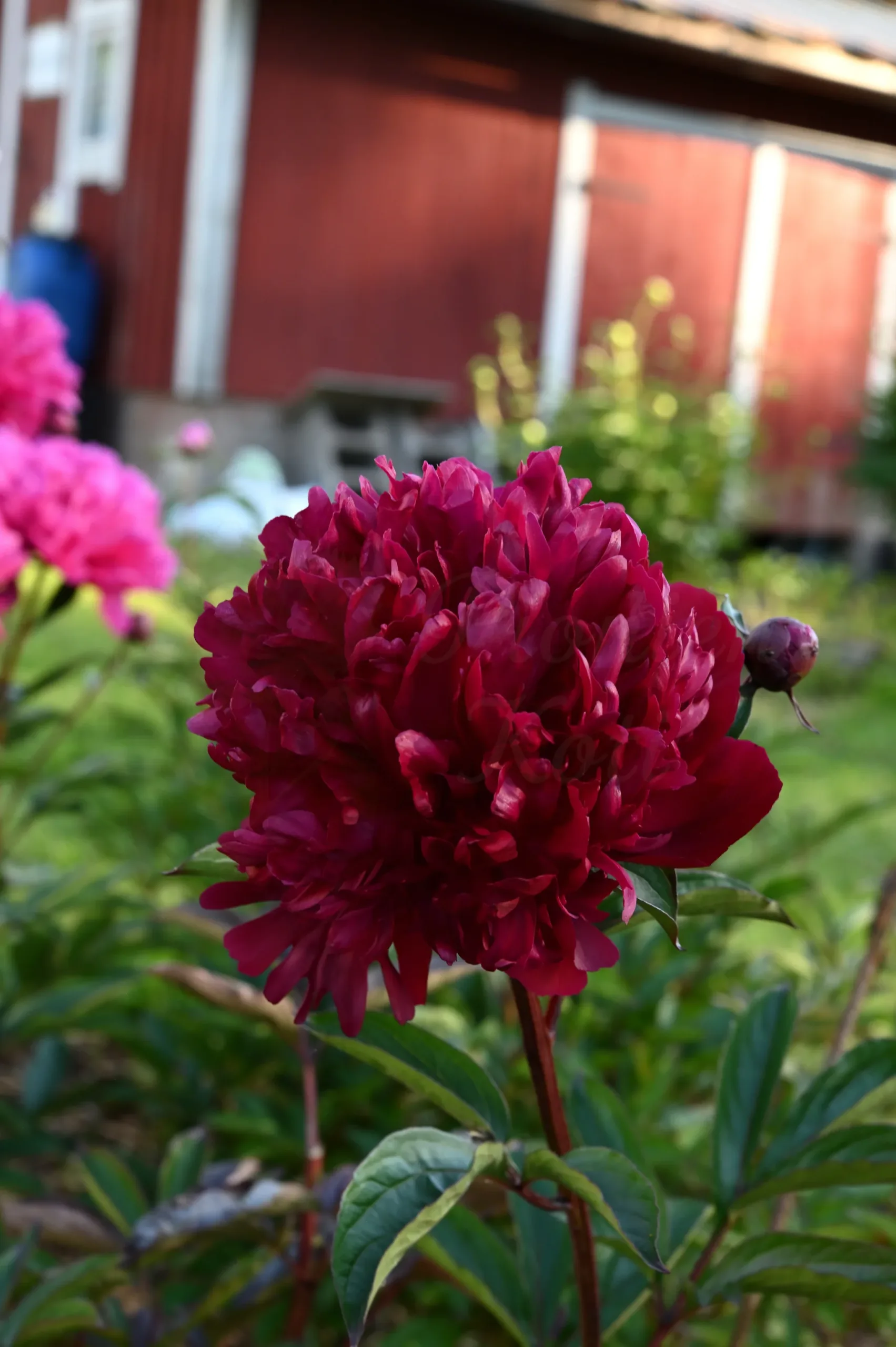 Hei Hai Bo Tao - Image 3