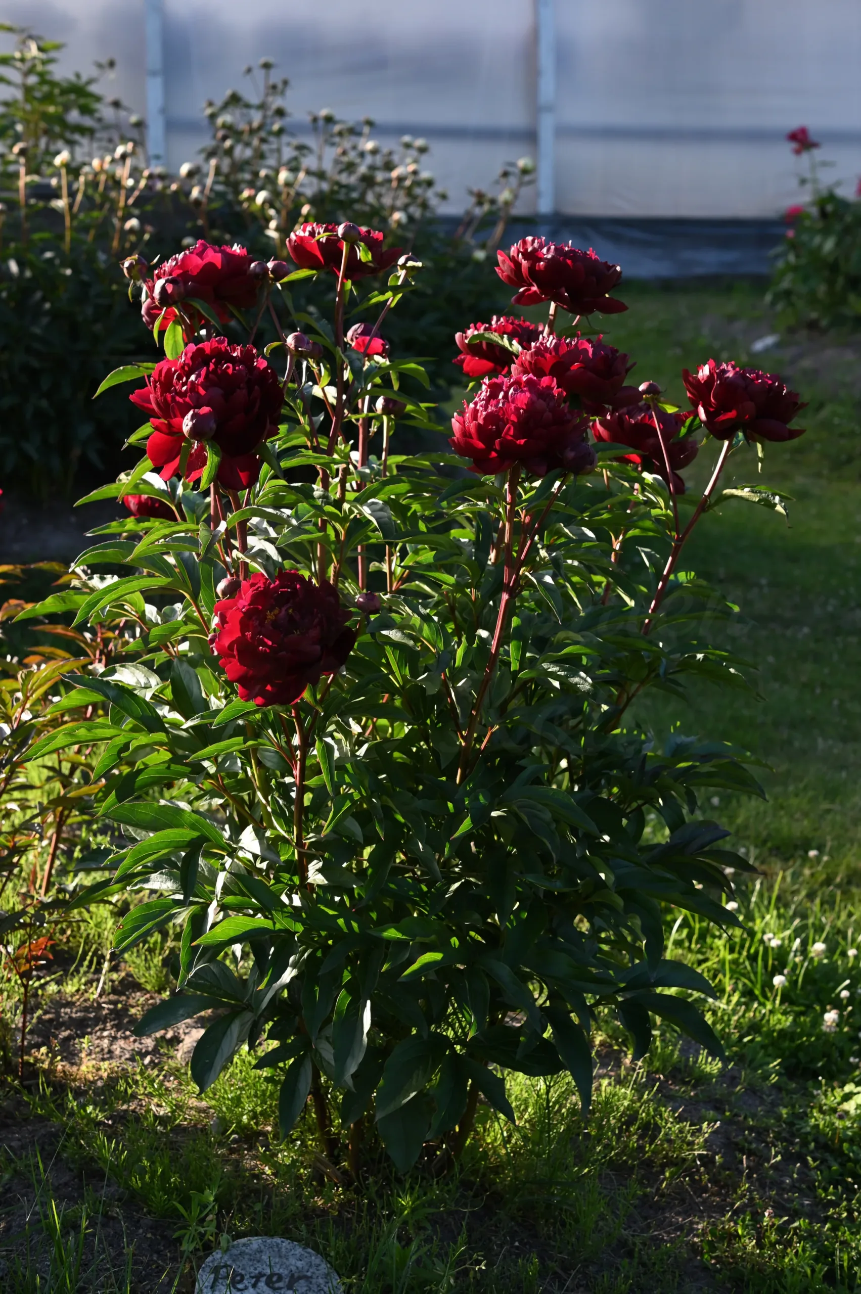 Peter Brand - Image 6