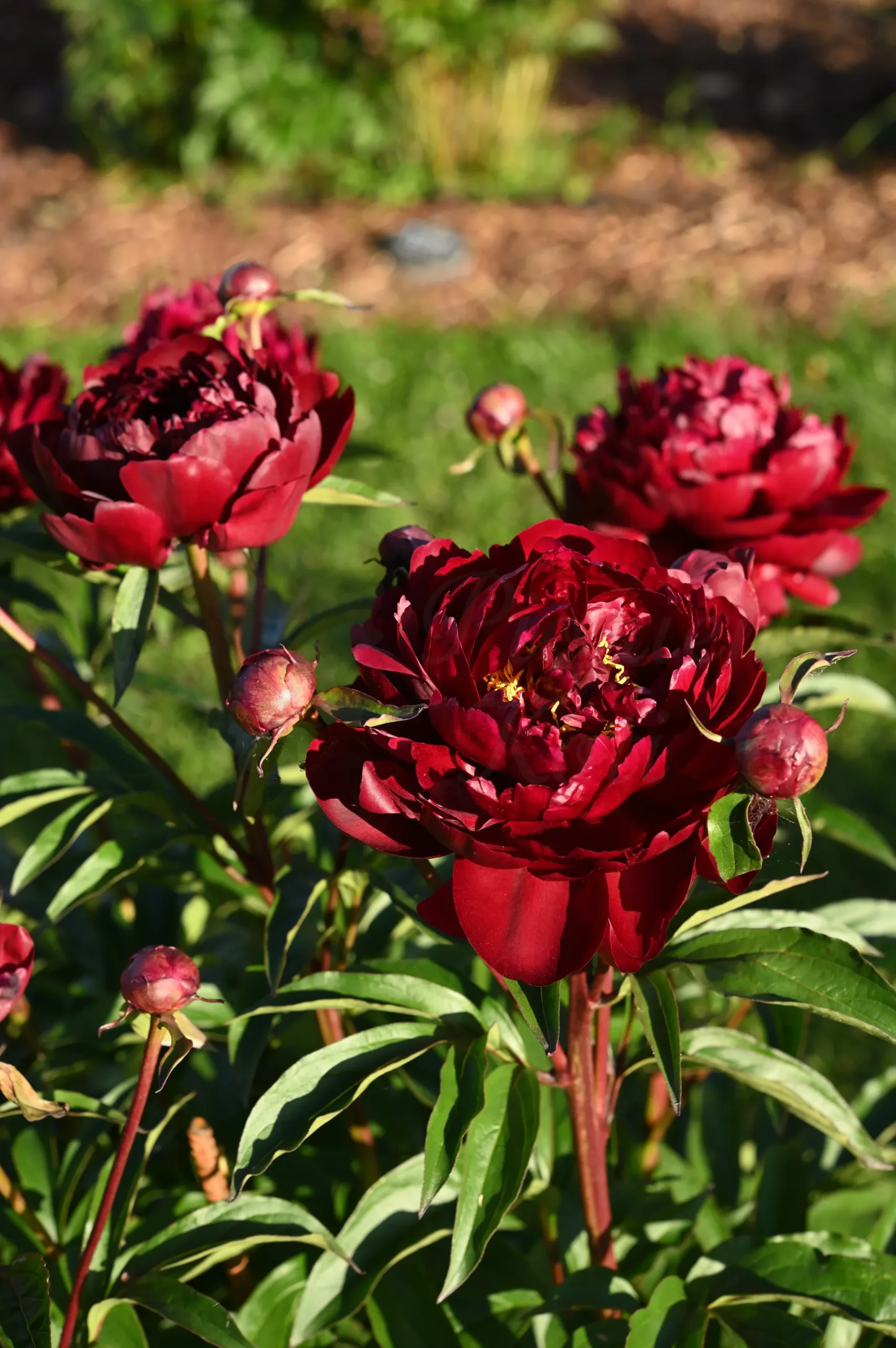 Peter Brand - Image 2