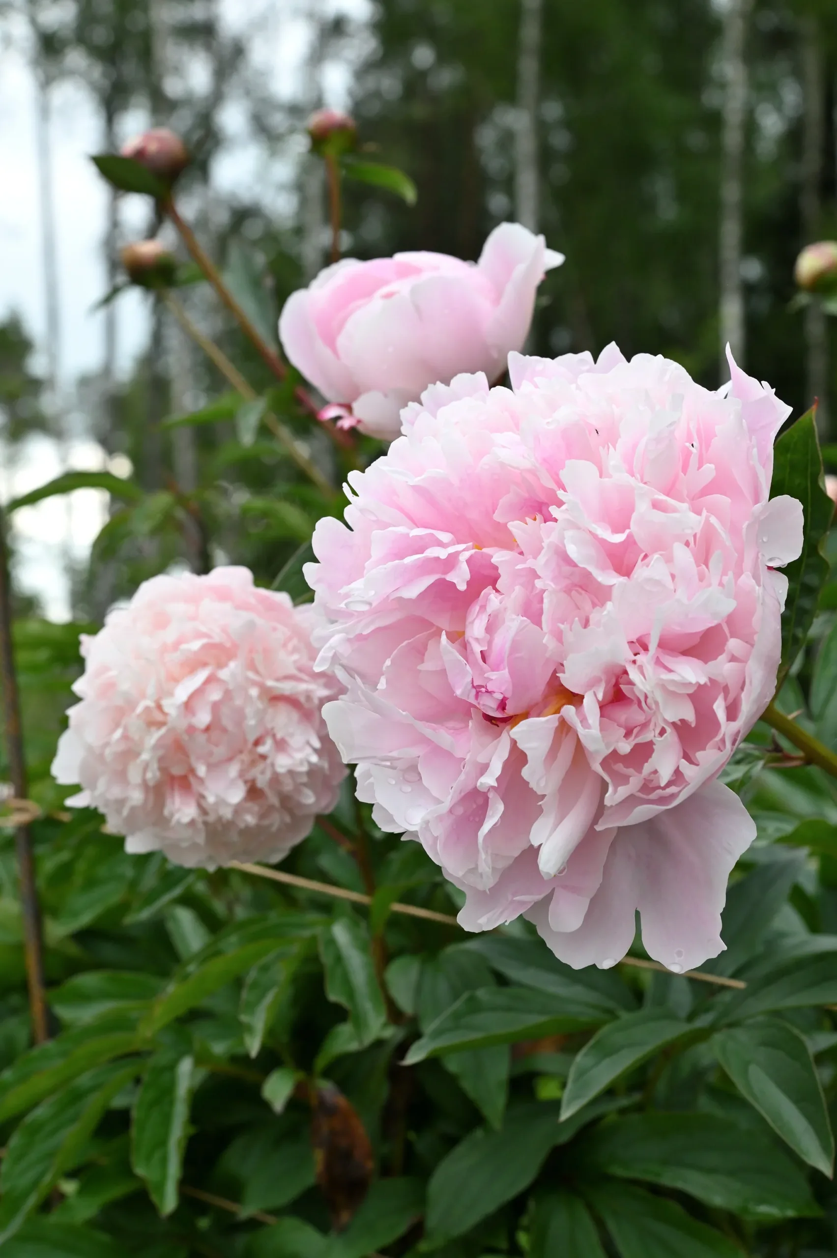 Sarah Bernhardt - Image 15