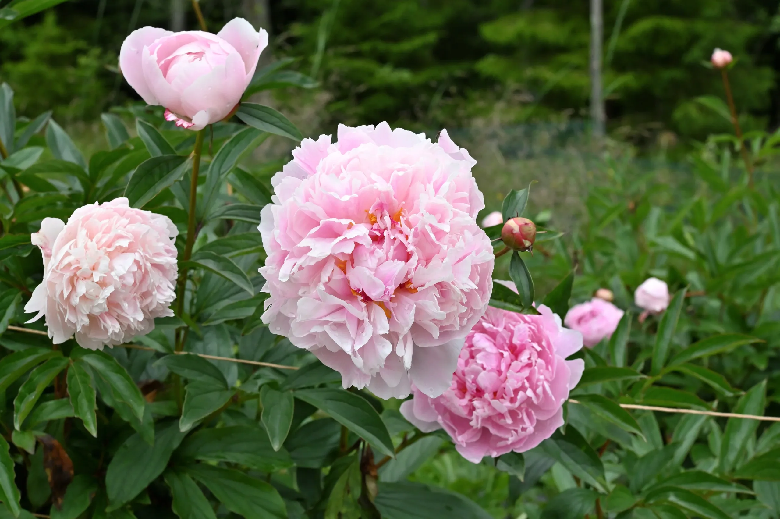 Sarah Bernhardt - Image 14