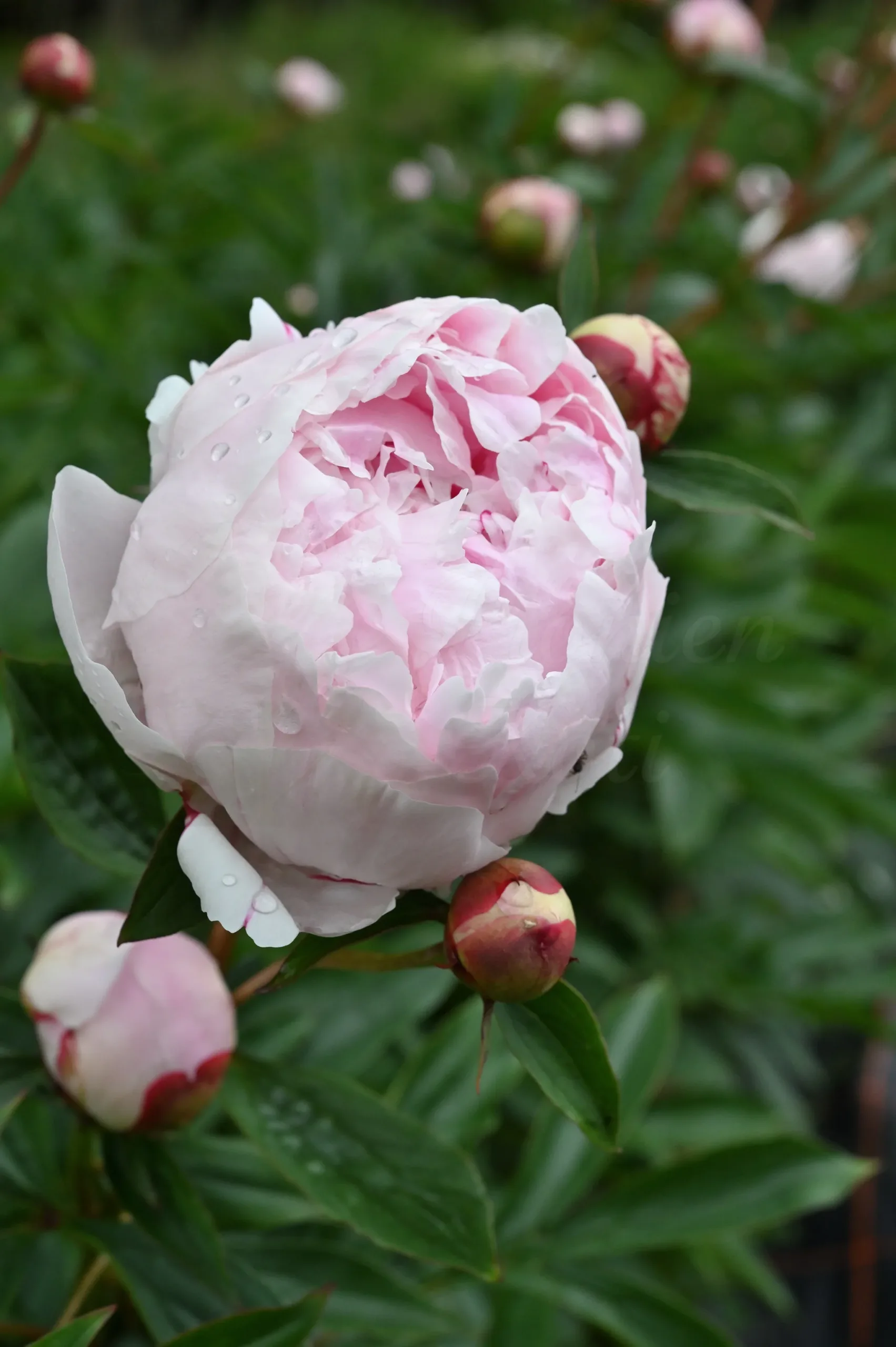 Sarah Bernhardt - Image 12