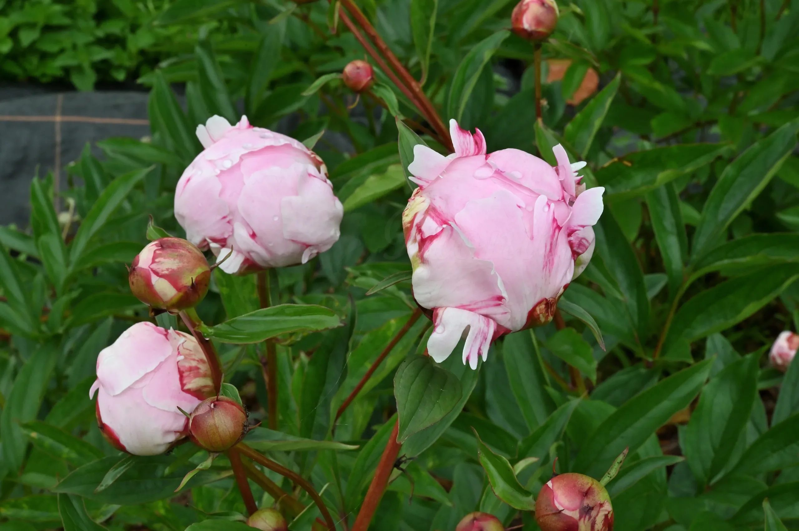 Sarah Bernhardt - Image 13