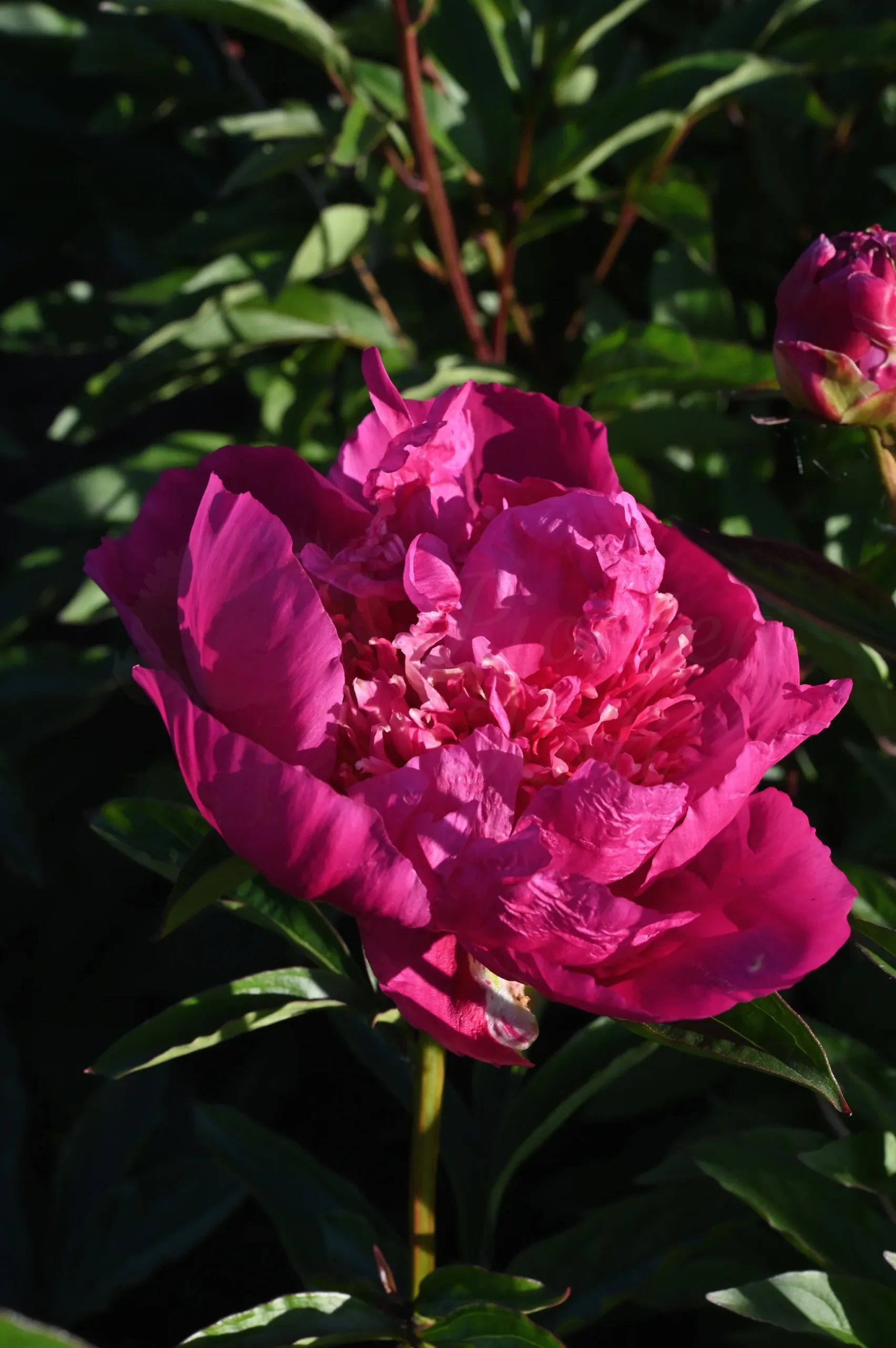 Sebastian Maas - Image 14