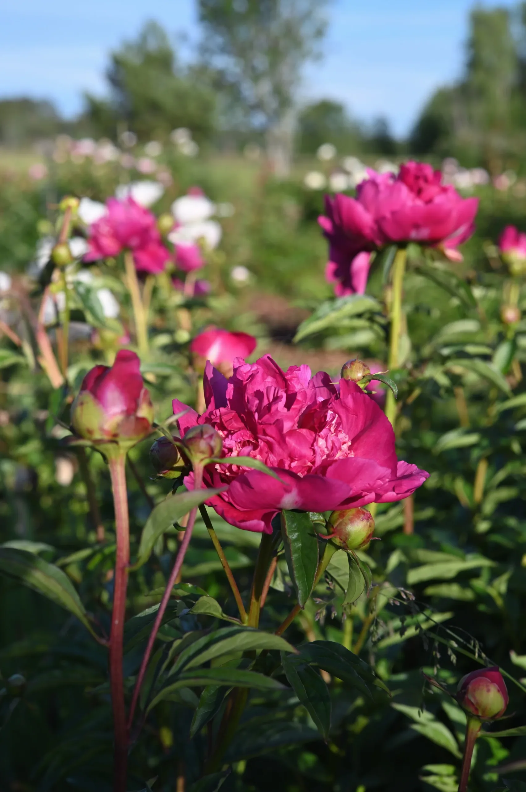 Sebastian Maas - Image 13