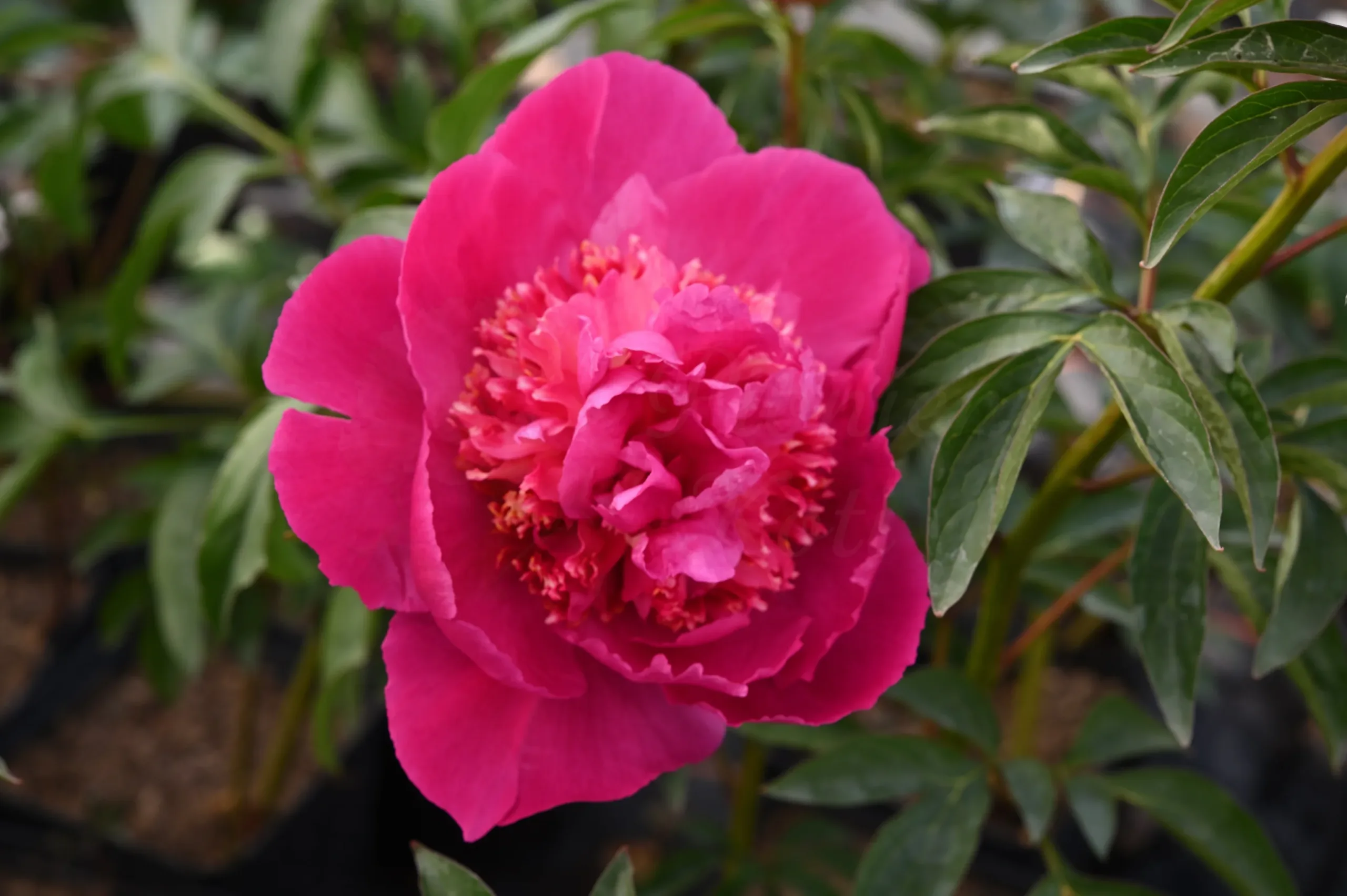 Sebastian Maas - Image 12