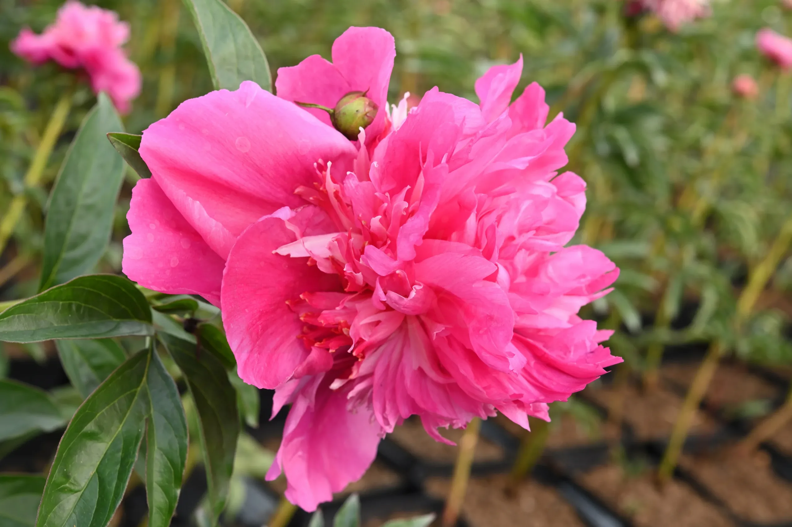 Sebastian Maas - Image 11