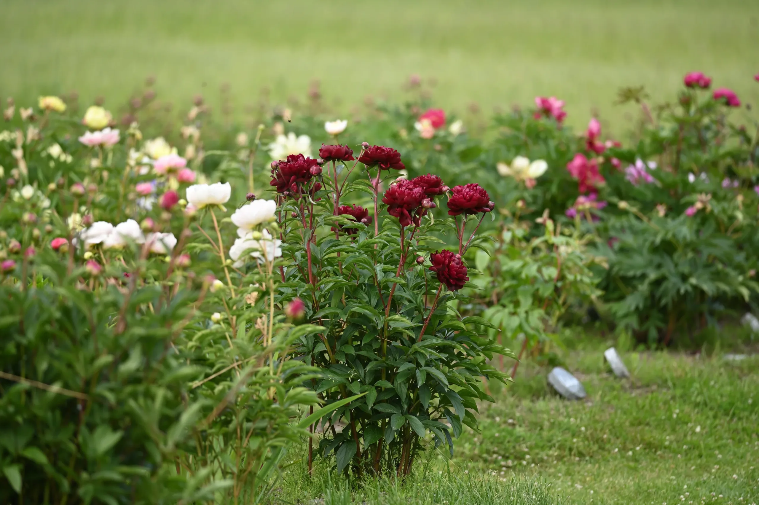 Peter Brand - Image 8