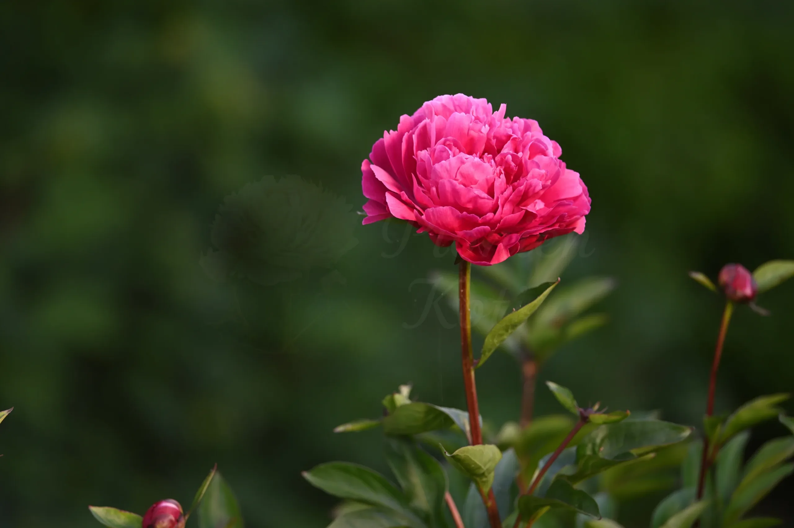 Red Sarah Bernhard - Image 11