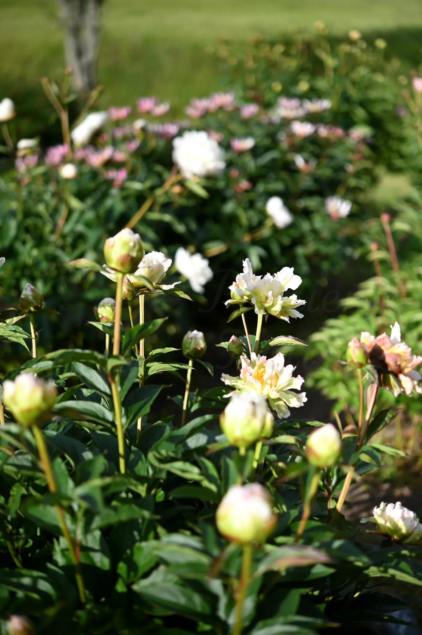 Green Lotus - Image 12