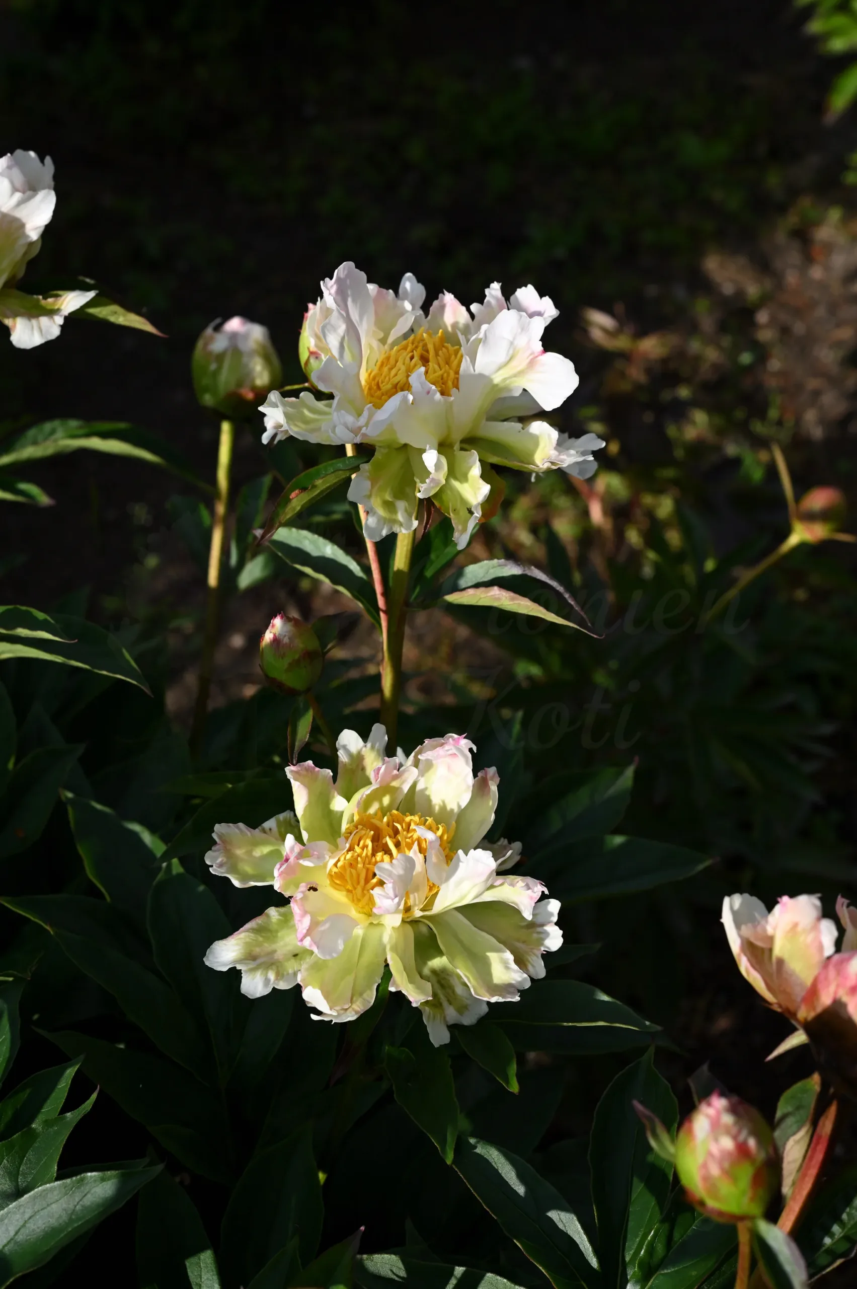 Green Lotus - Image 10