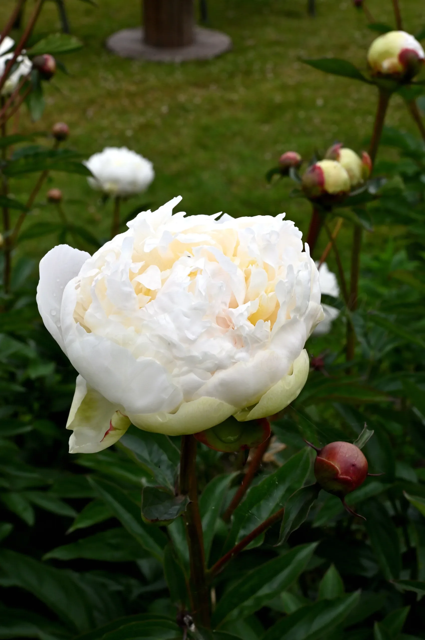 Henry Sass - Image 7