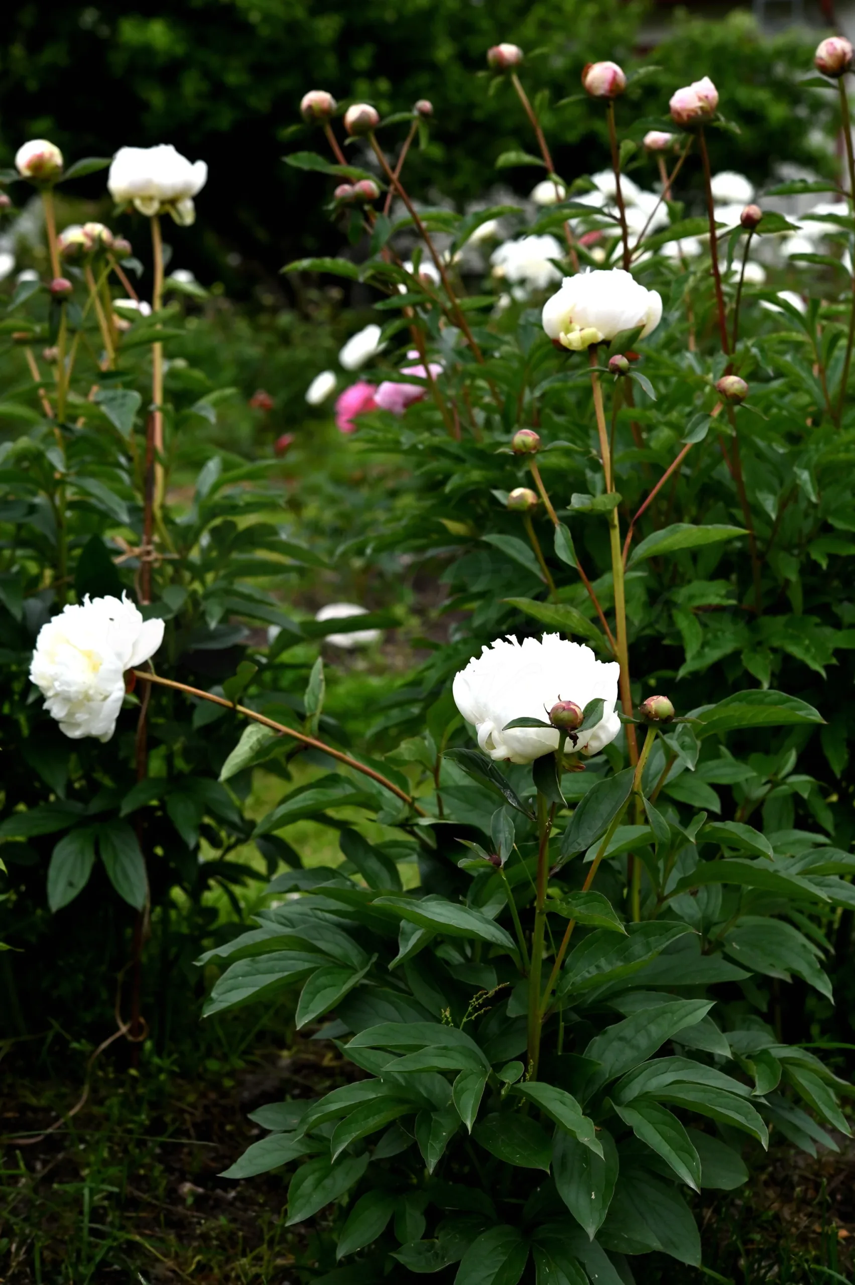 Henry Sass - Image 6