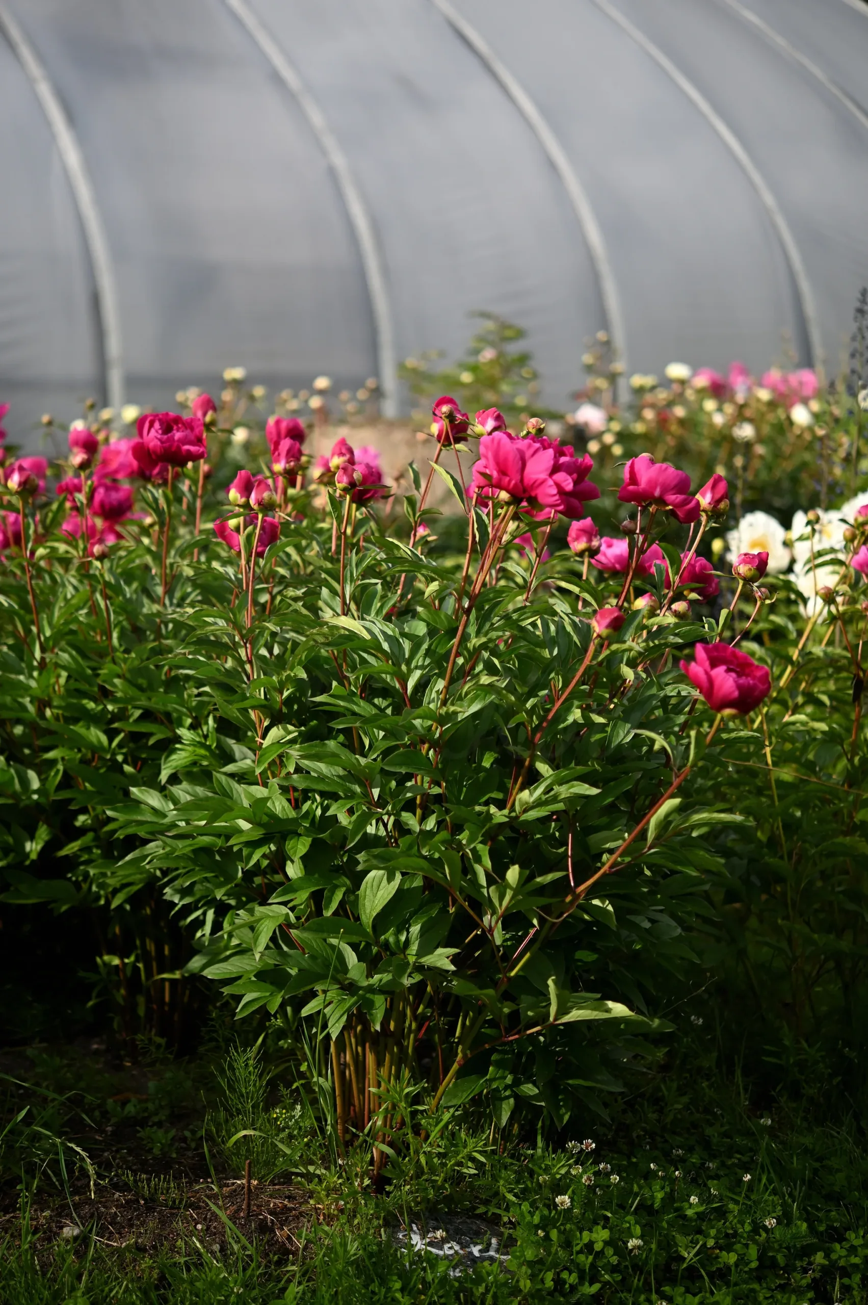 Karl Rosenfield - Image 12