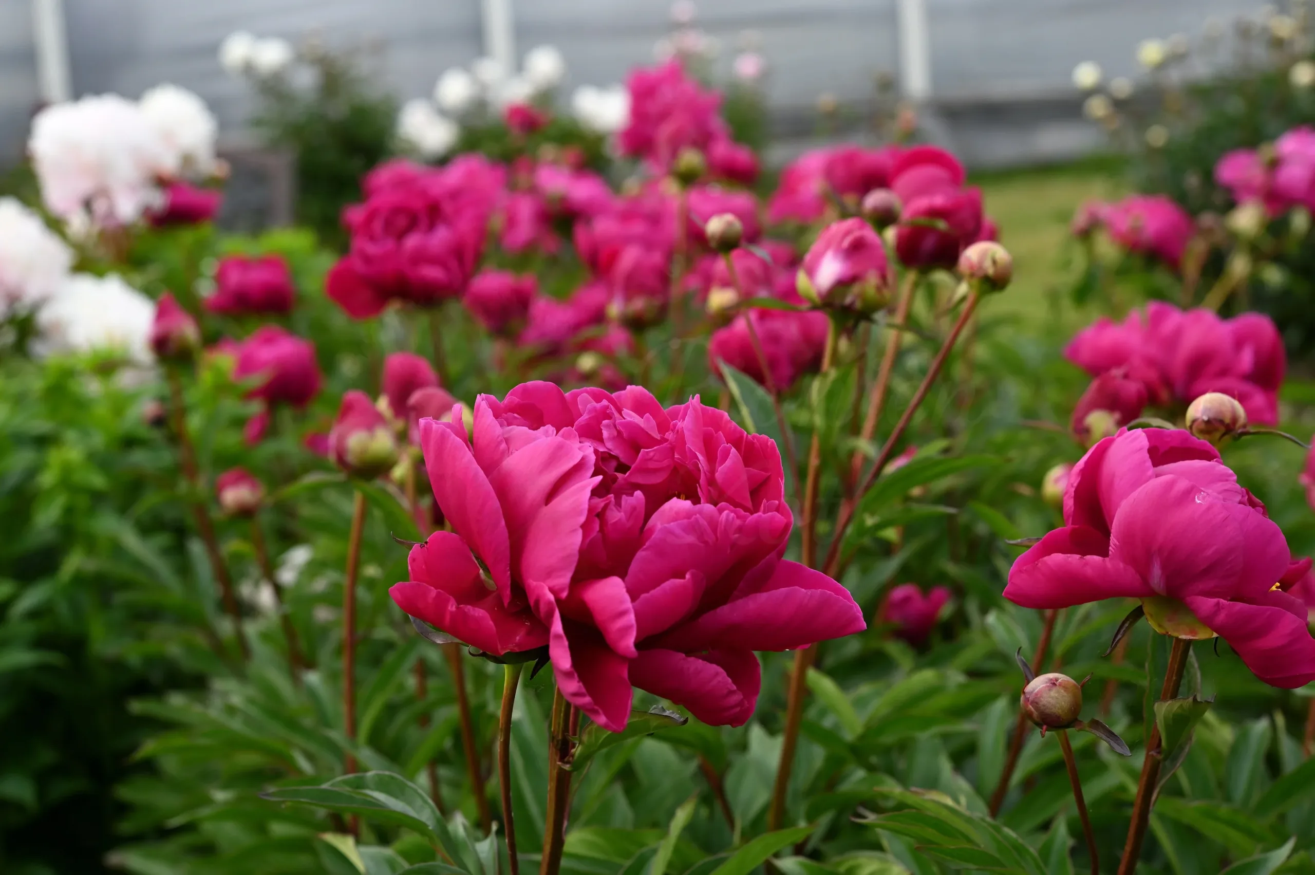 Karl Rosenfield - Image 14