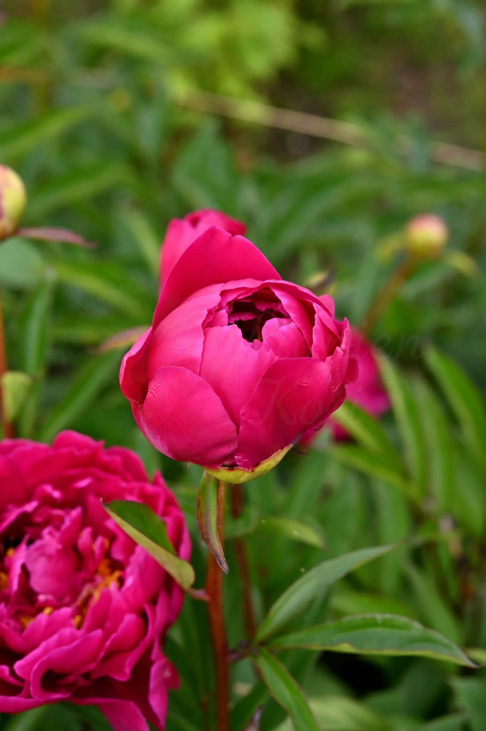 Karl Rosenfield - Image 15