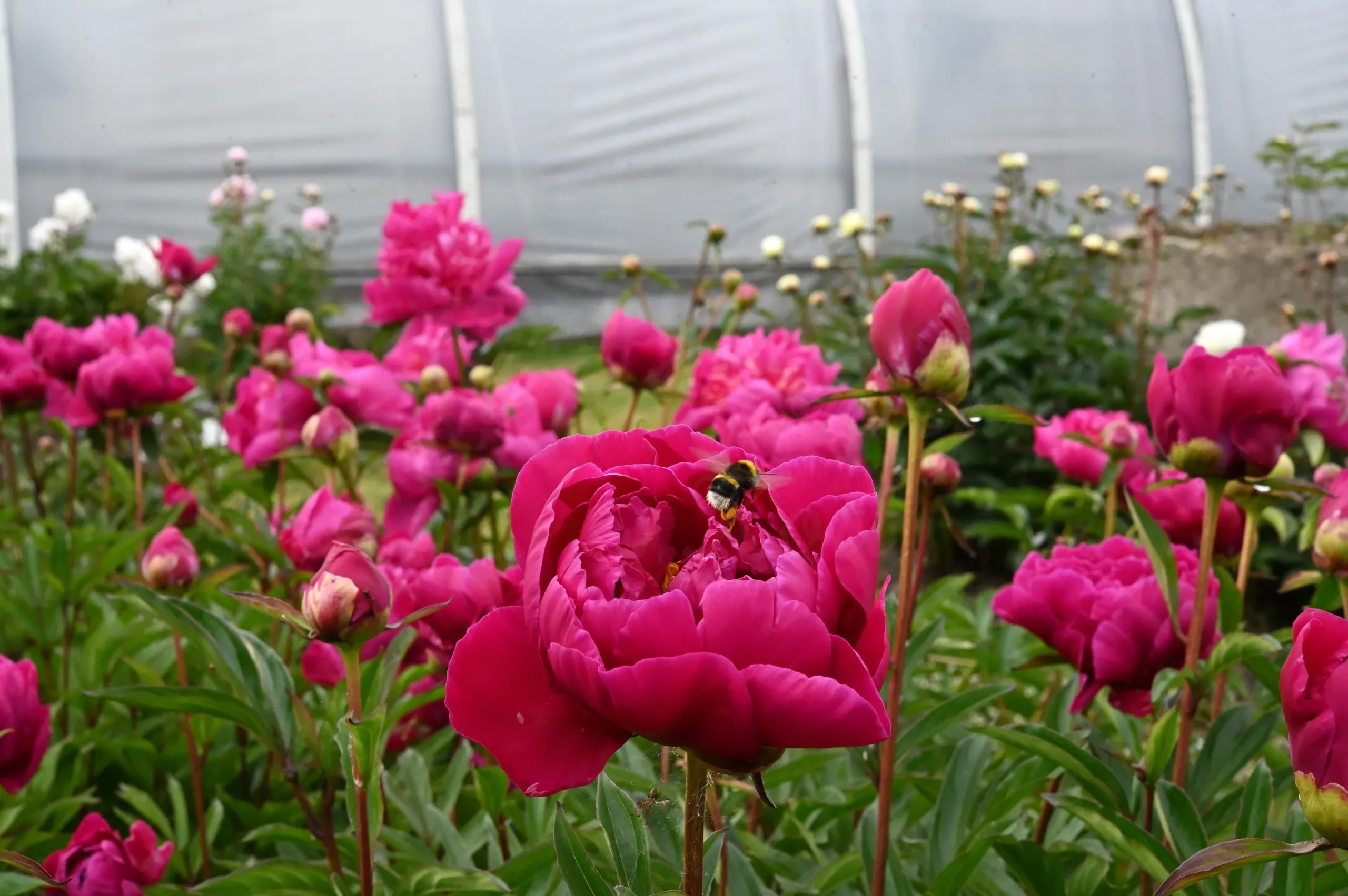 Karl Rosenfield - Image 16