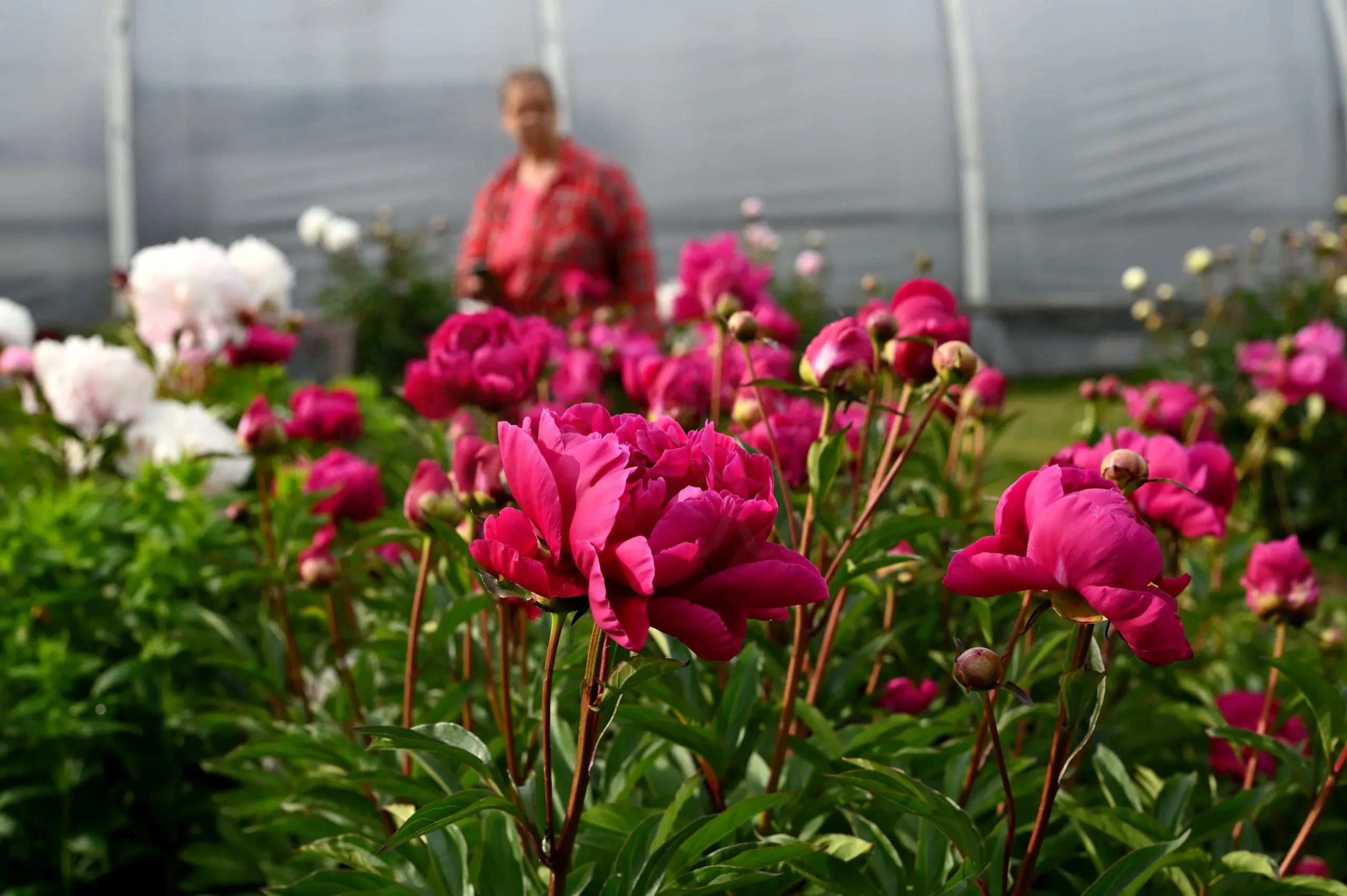 Karl Rosenfield - Image 11