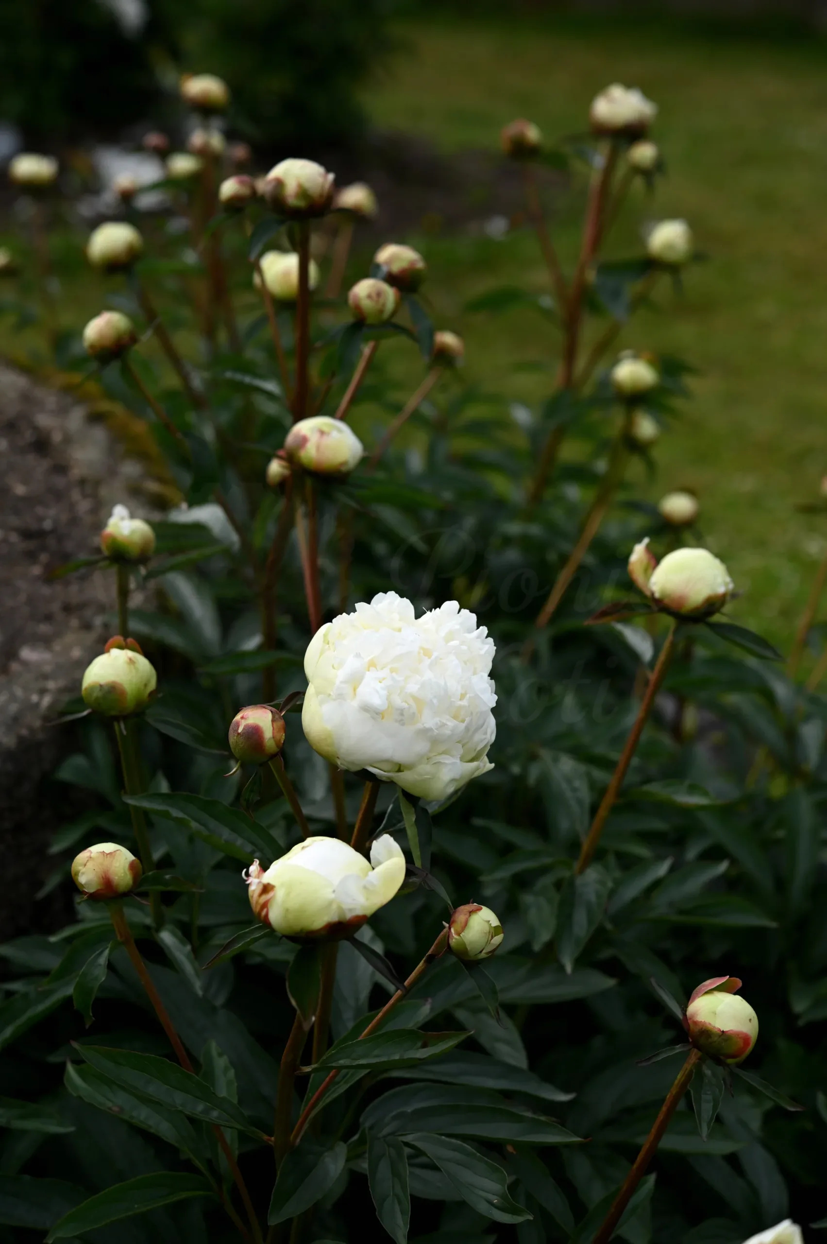 Marie Lemoine - Image 11